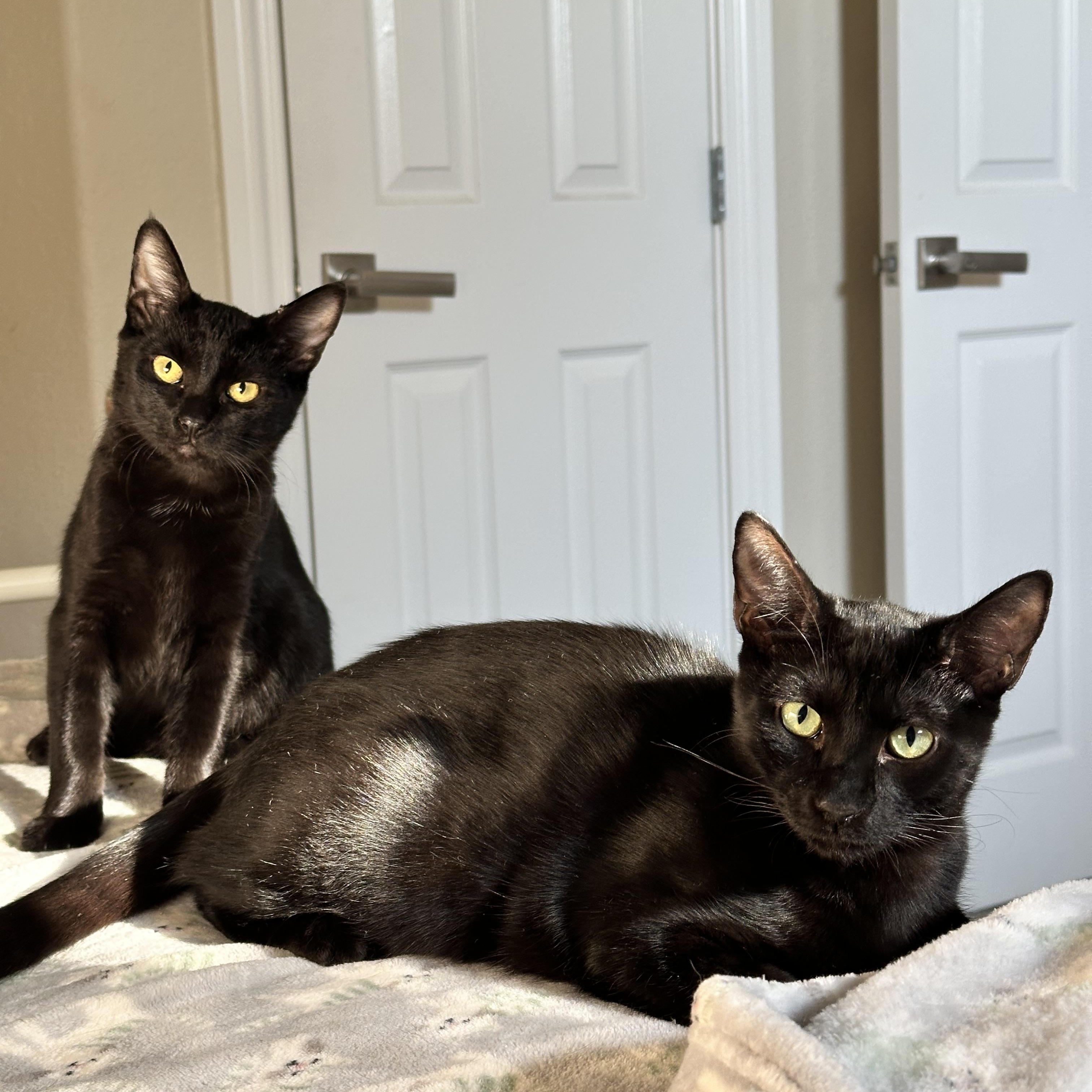 Enlarge Pugsley, a Adoptable Domestic Short Hair in Visalia, CA image 5/5