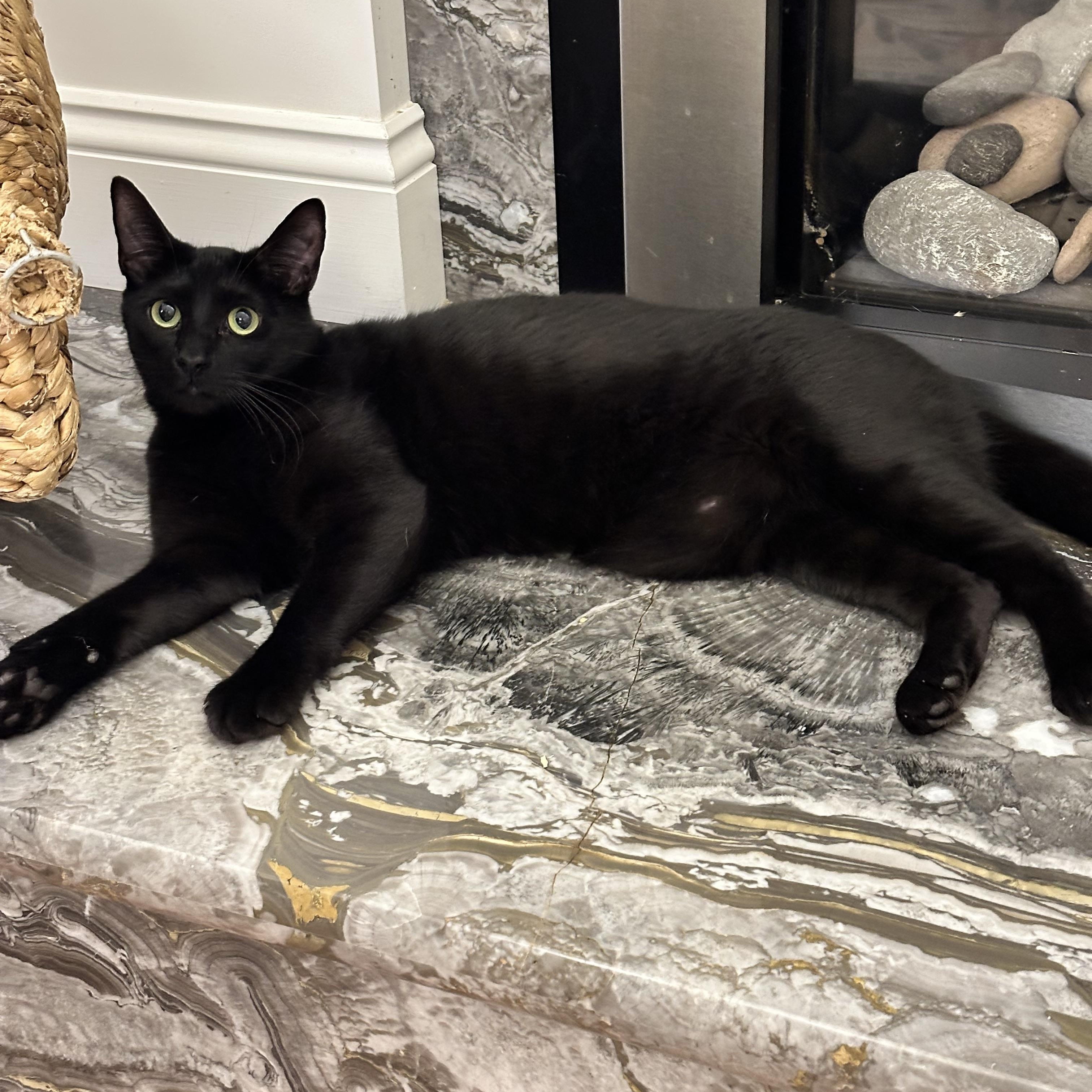 Enlarge Pugsley, a Adoptable Domestic Short Hair in Visalia, CA image 2/5