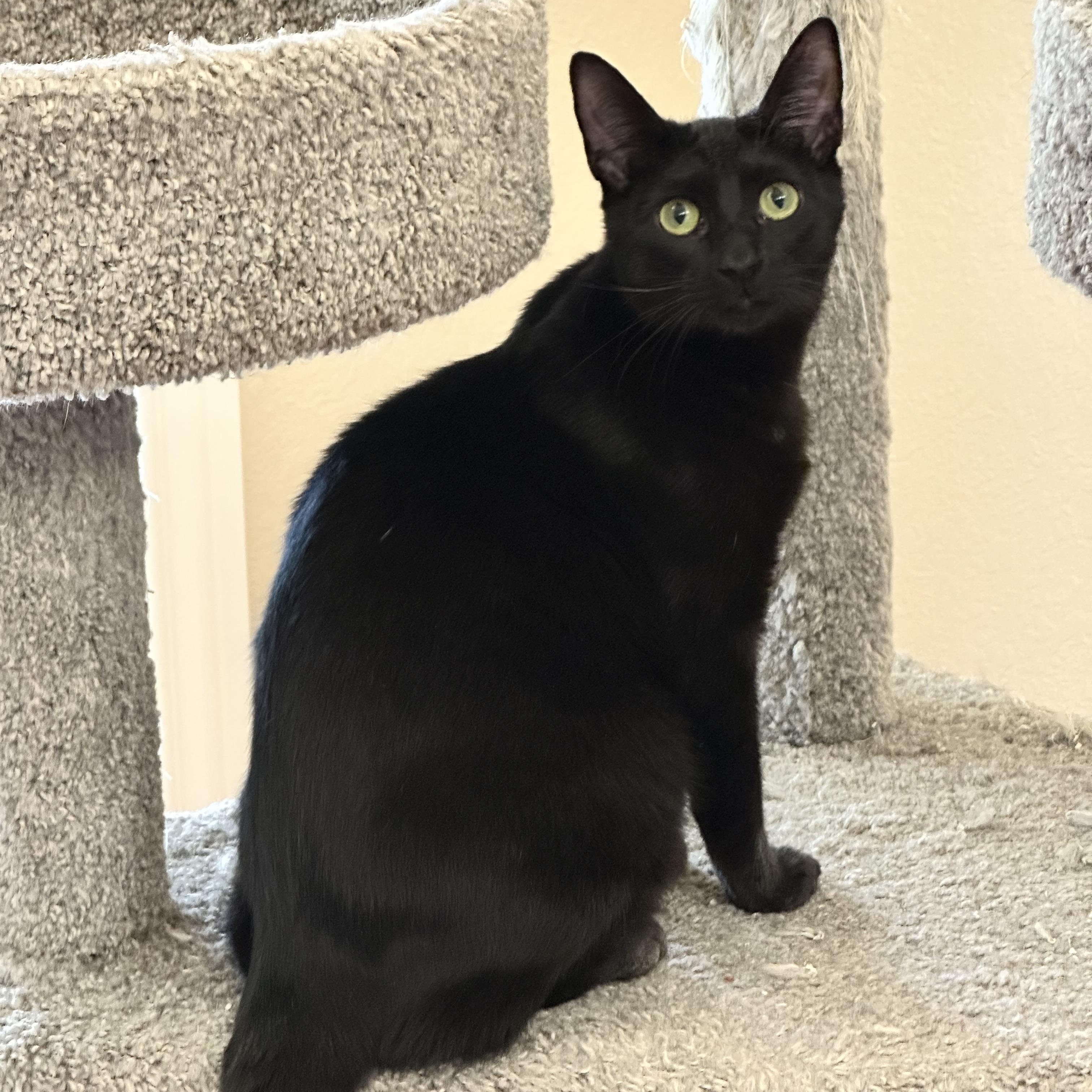 Enlarge Pugsley, a Adoptable Domestic Short Hair in Visalia, CA image 3/5