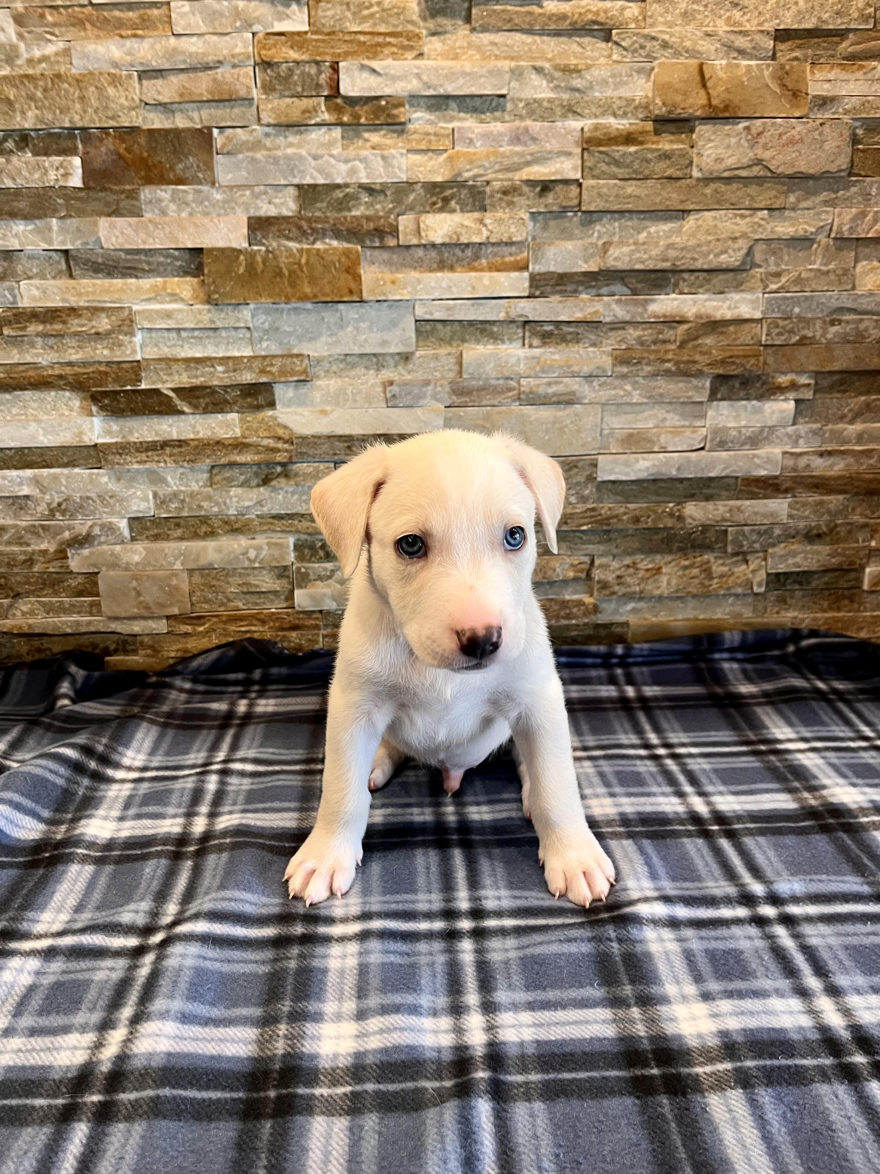 Cobalt, Adoptable, Puppy Male Pit Bull Terrier.