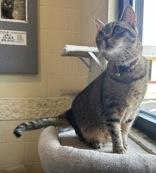 Nirvana, Adult Male Domestic Short Hair