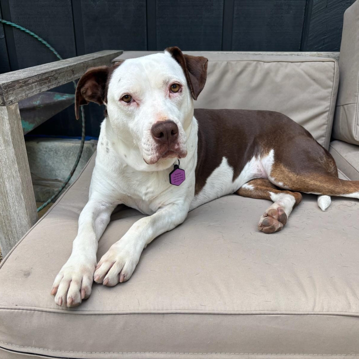 Enlarge Olivia, a Adoptable mixed breed in Concord, NC image 2/6