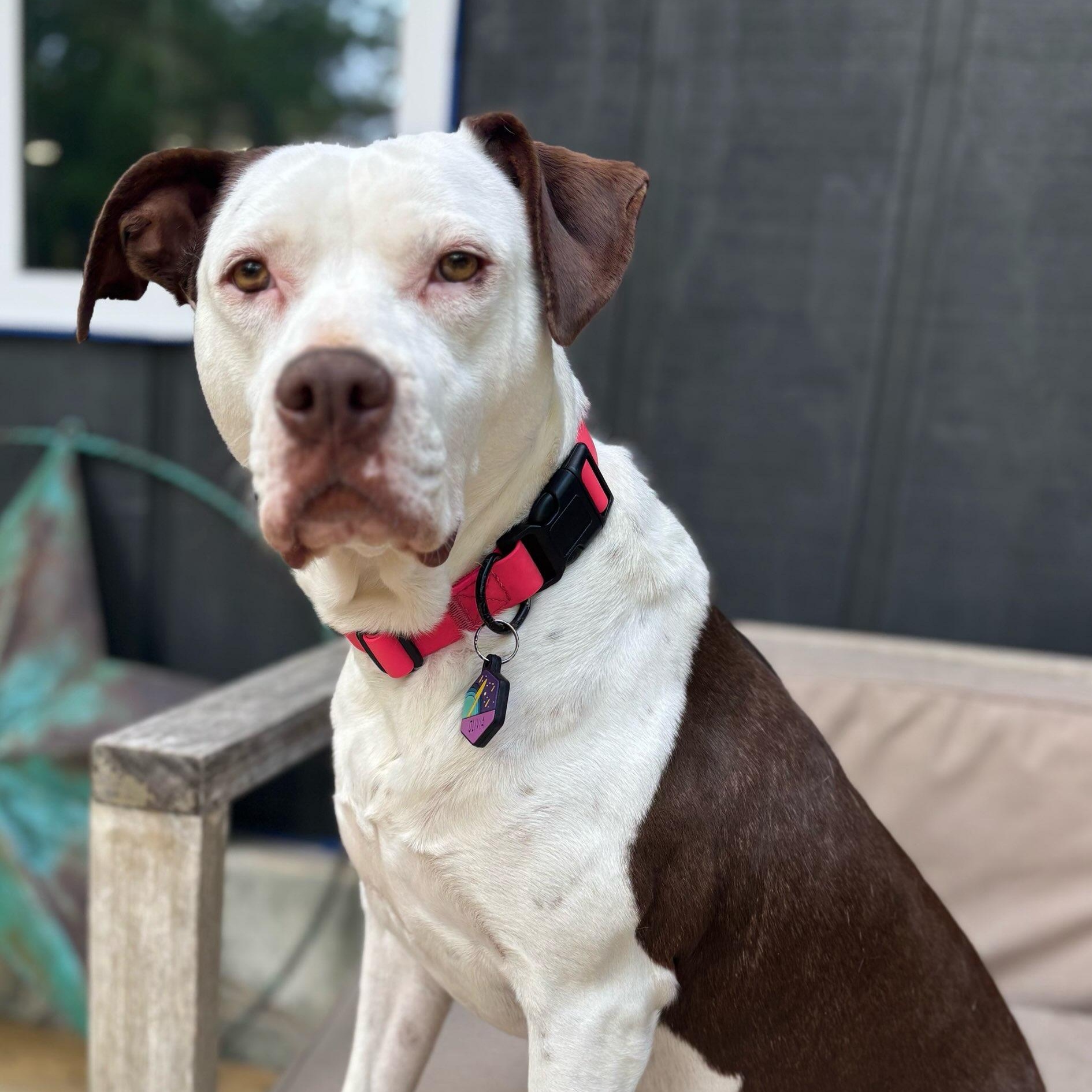 Enlarge Olivia, a Adoptable mixed breed in Concord, NC image 1/6