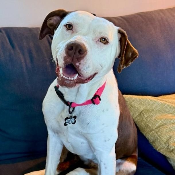 Olivia, Adoptable, Adult Female Pit Bull Terrier & American Staffordshire Terrier.