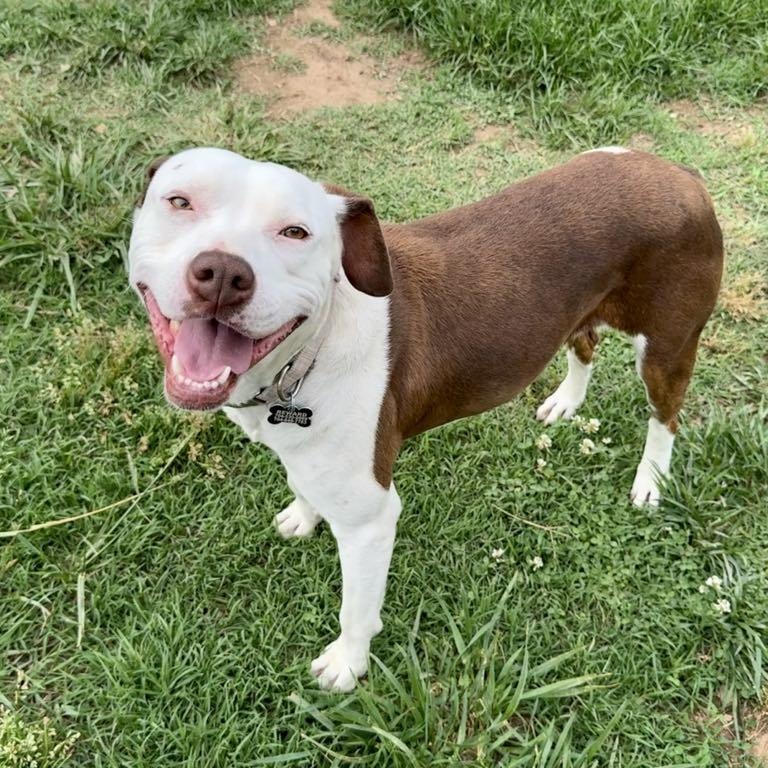 Olivia, a Adoptable mixed breed in Concord, NC image 4/6