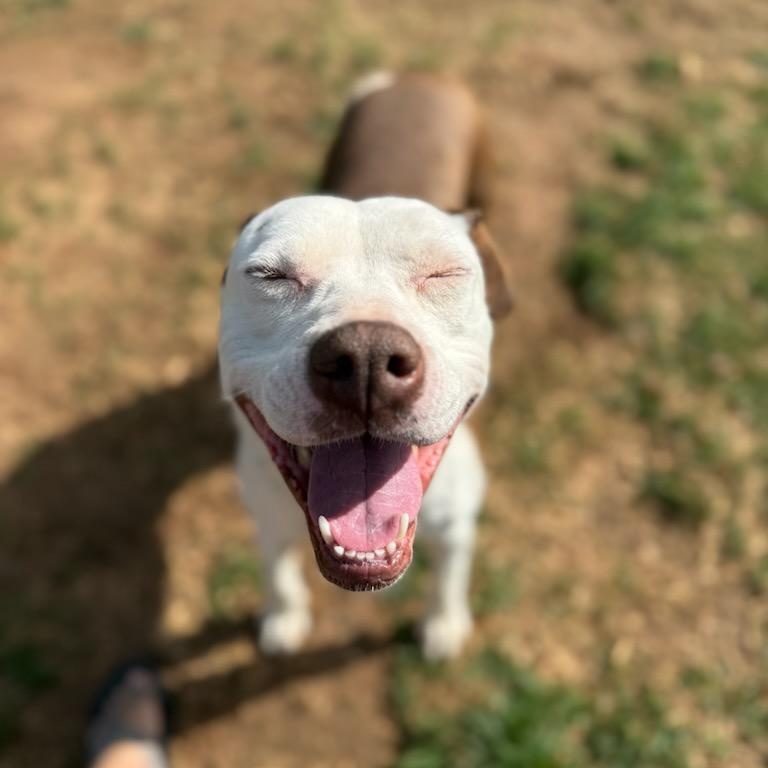 Olivia, a Adoptable mixed breed in Concord, NC image 6/6