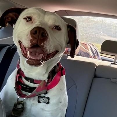 Enlarge Olivia, a Adoptable mixed breed in Concord, NC image 2/6