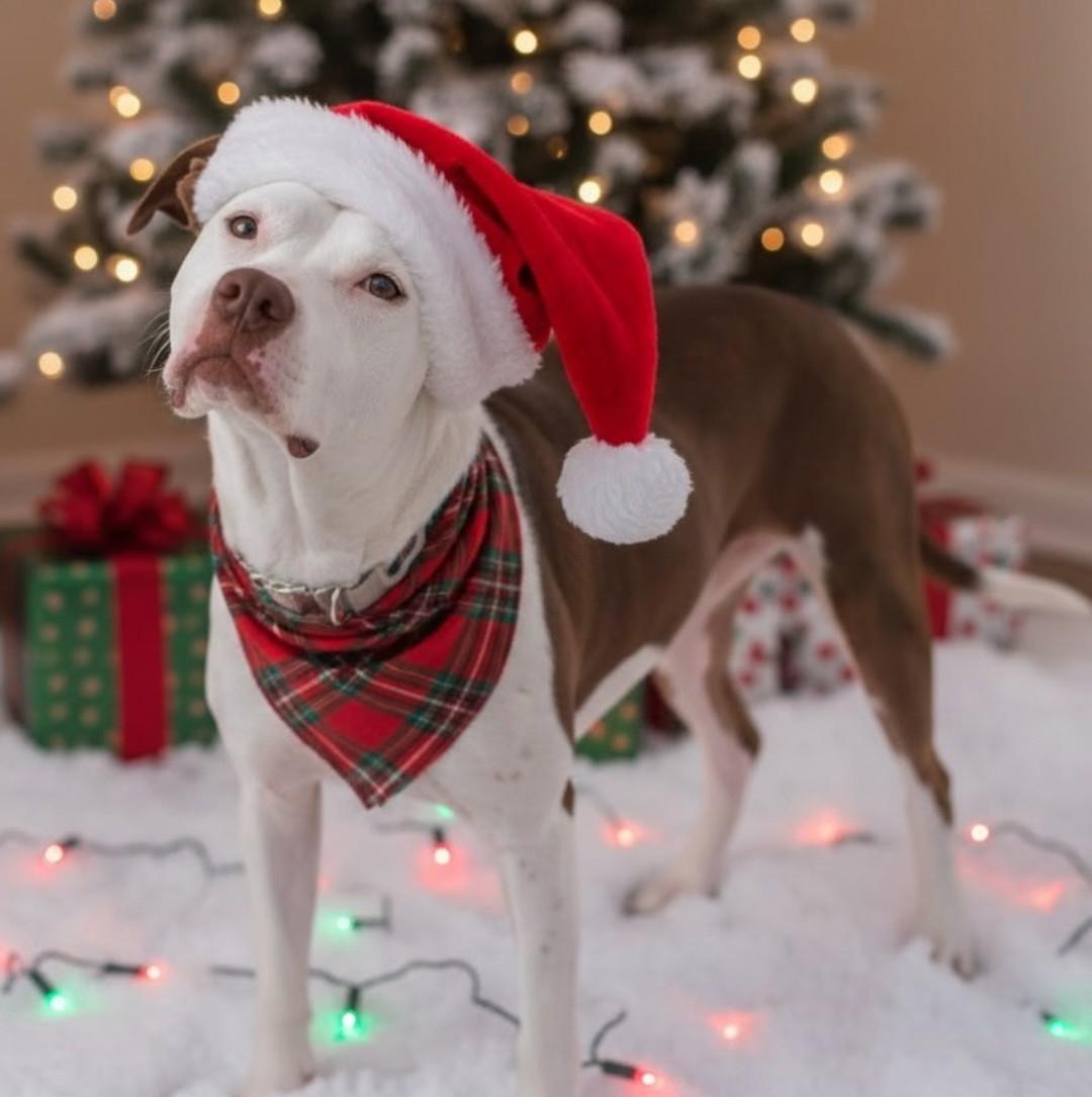 Olivia, Adoptable, Adult Female Pit Bull Terrier.