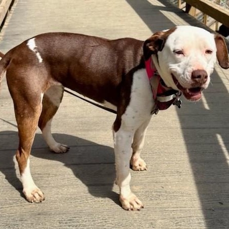 Enlarge Olivia, a Adoptable mixed breed in Concord, NC image 4/6