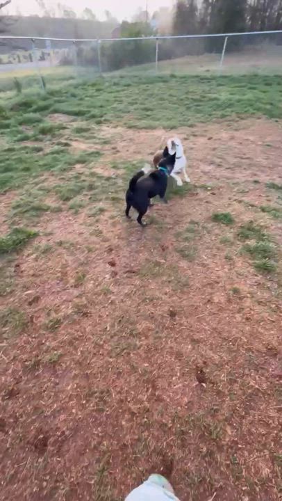 Enlarge Olivia, a Adoptable mixed breed in Concord, NC video 5/6