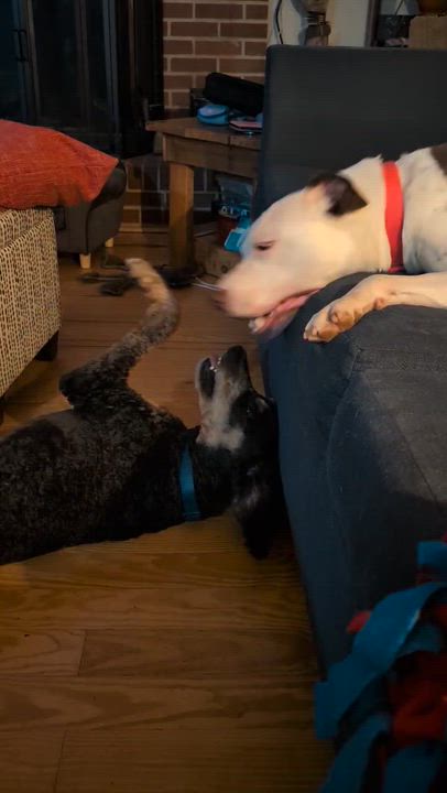 Enlarge Olivia, a Adoptable mixed breed in Concord, NC video 6/6