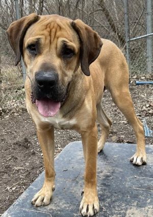 Frank, an adoptable Mastiff in Savannah, MO_image-1