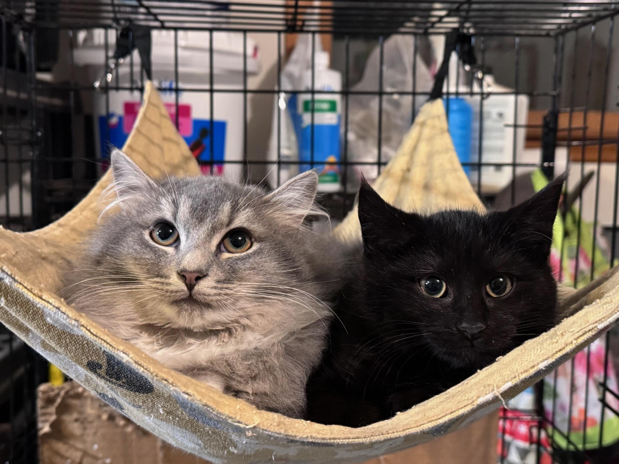 Jonna, ADOPTABLE, Kitten Female Domestic Long Hair.