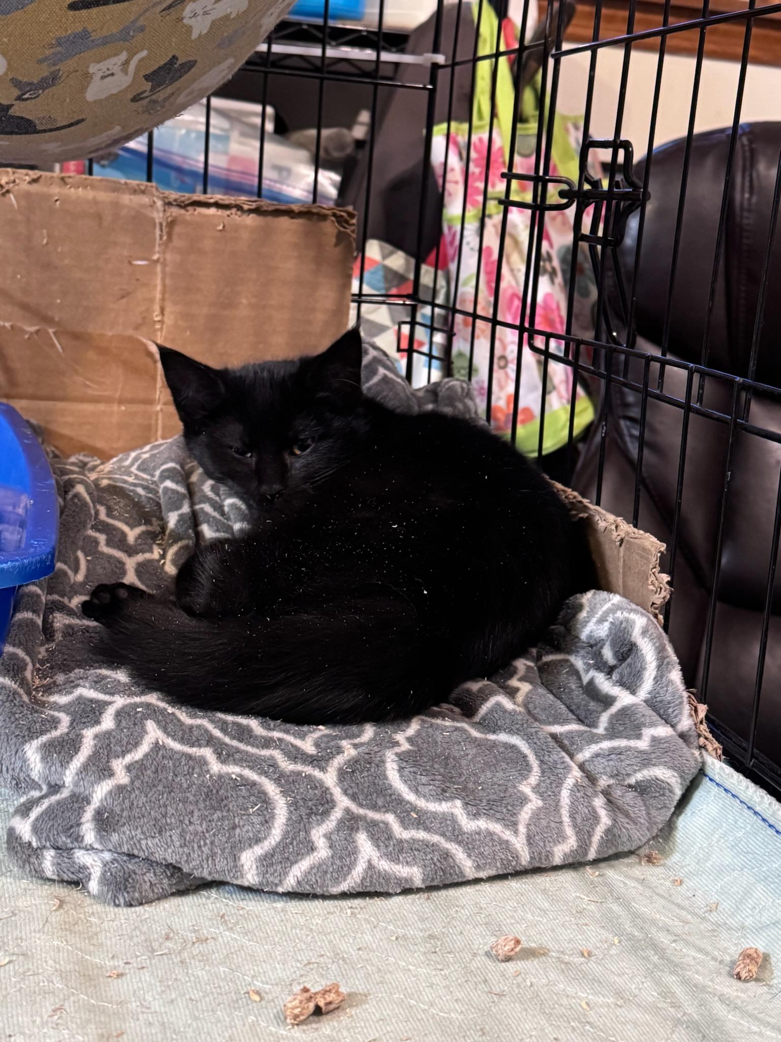 Enlarge Jonna, an adopted Domestic Long Hair in Newburgh, NY image 6/6