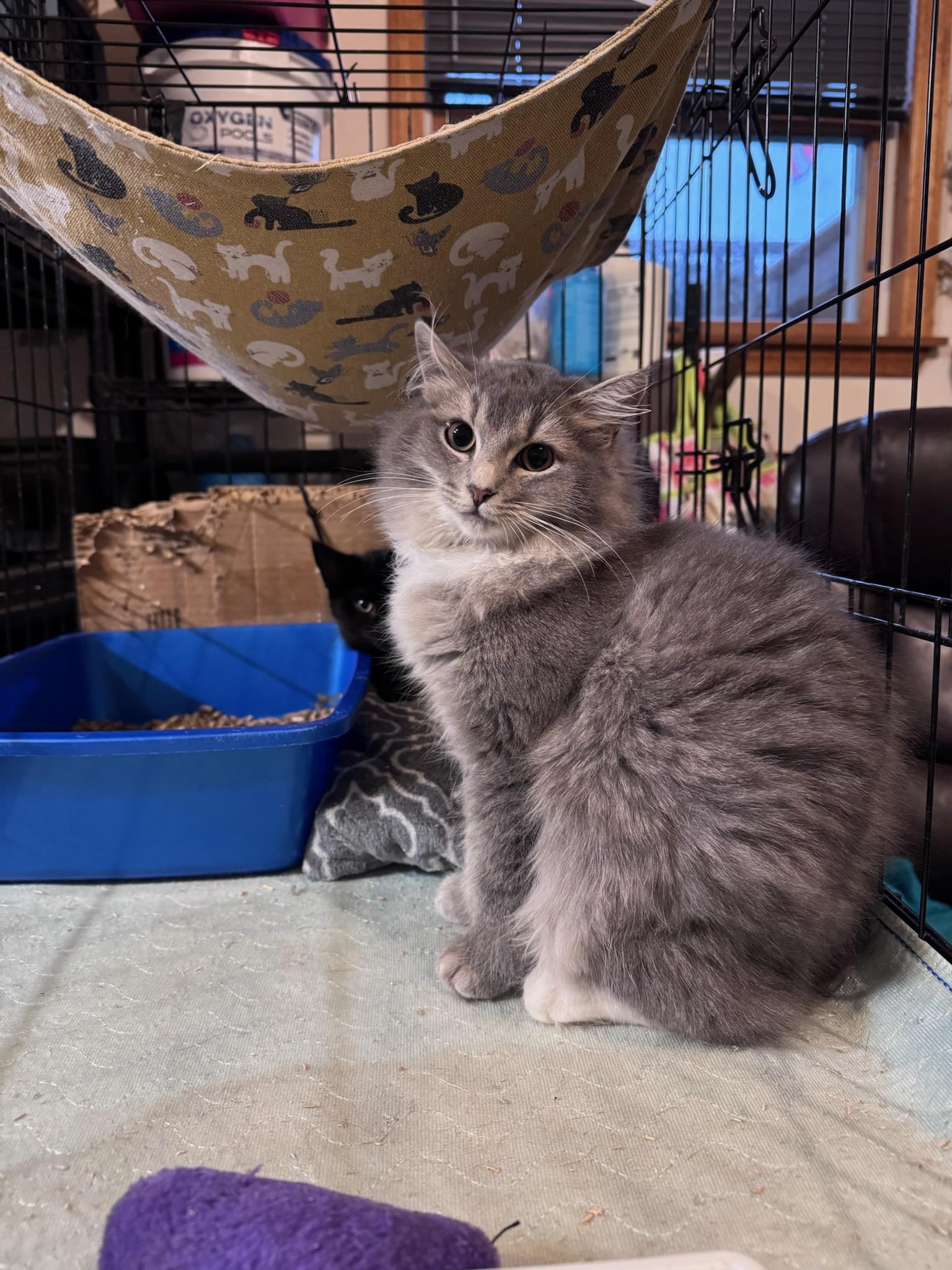 Enlarge Jonna, an adopted Domestic Long Hair in Newburgh, NY image 2/6