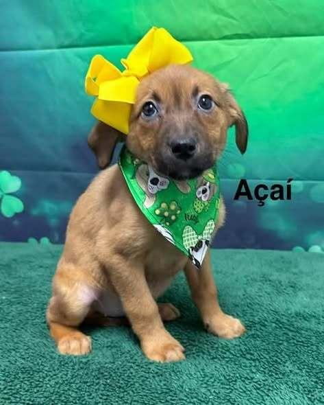 Enlarge Acai, a Adoptable mixed breed in Springdale, PA image 1/5