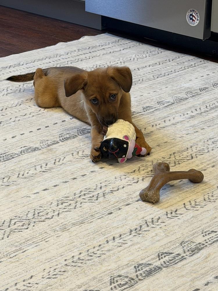 Enlarge Acai, a Adoptable mixed breed in Springdale, PA image 2/5