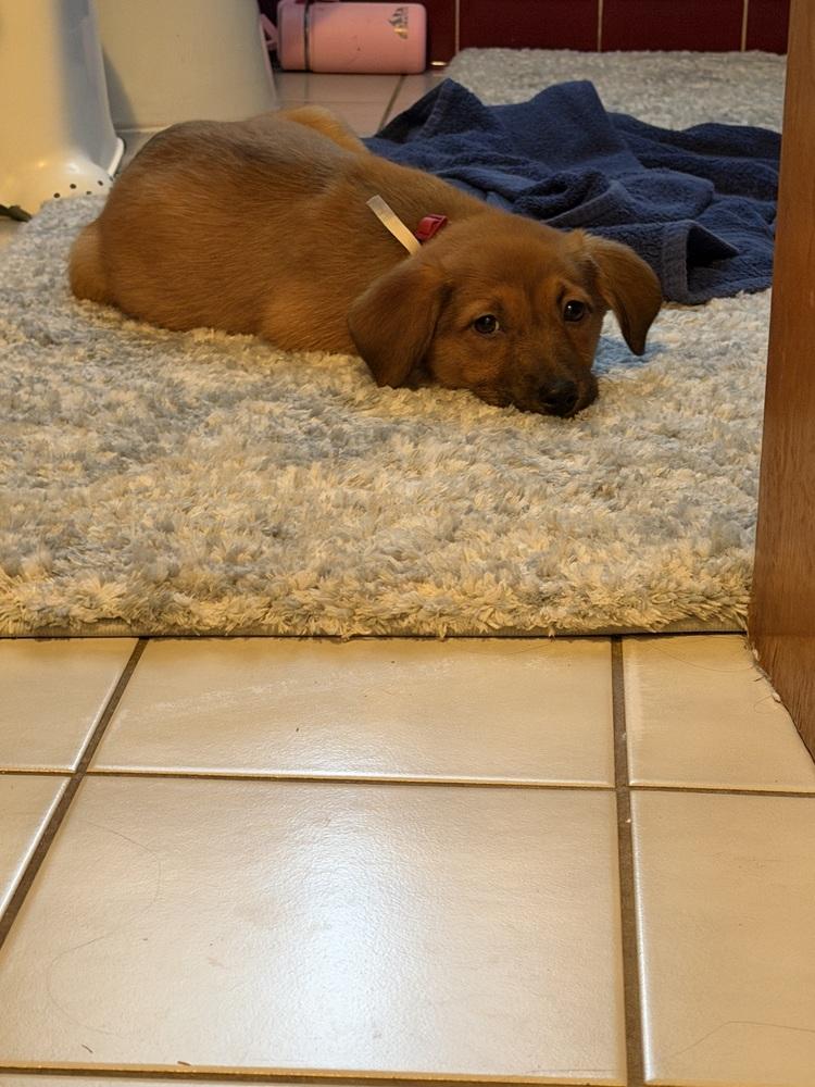 Enlarge Acai, a Adoptable mixed breed in Springdale, PA image 5/5