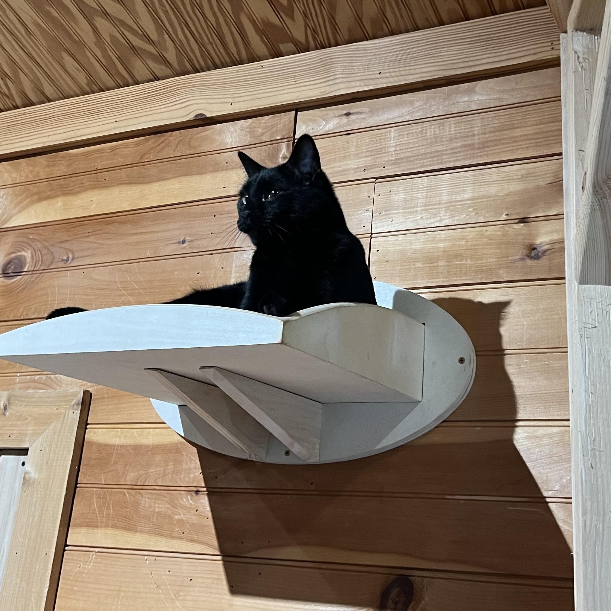Enlarge Cobalt, a Adoptable Domestic Short Hair in Knoxville, GA image 3/4