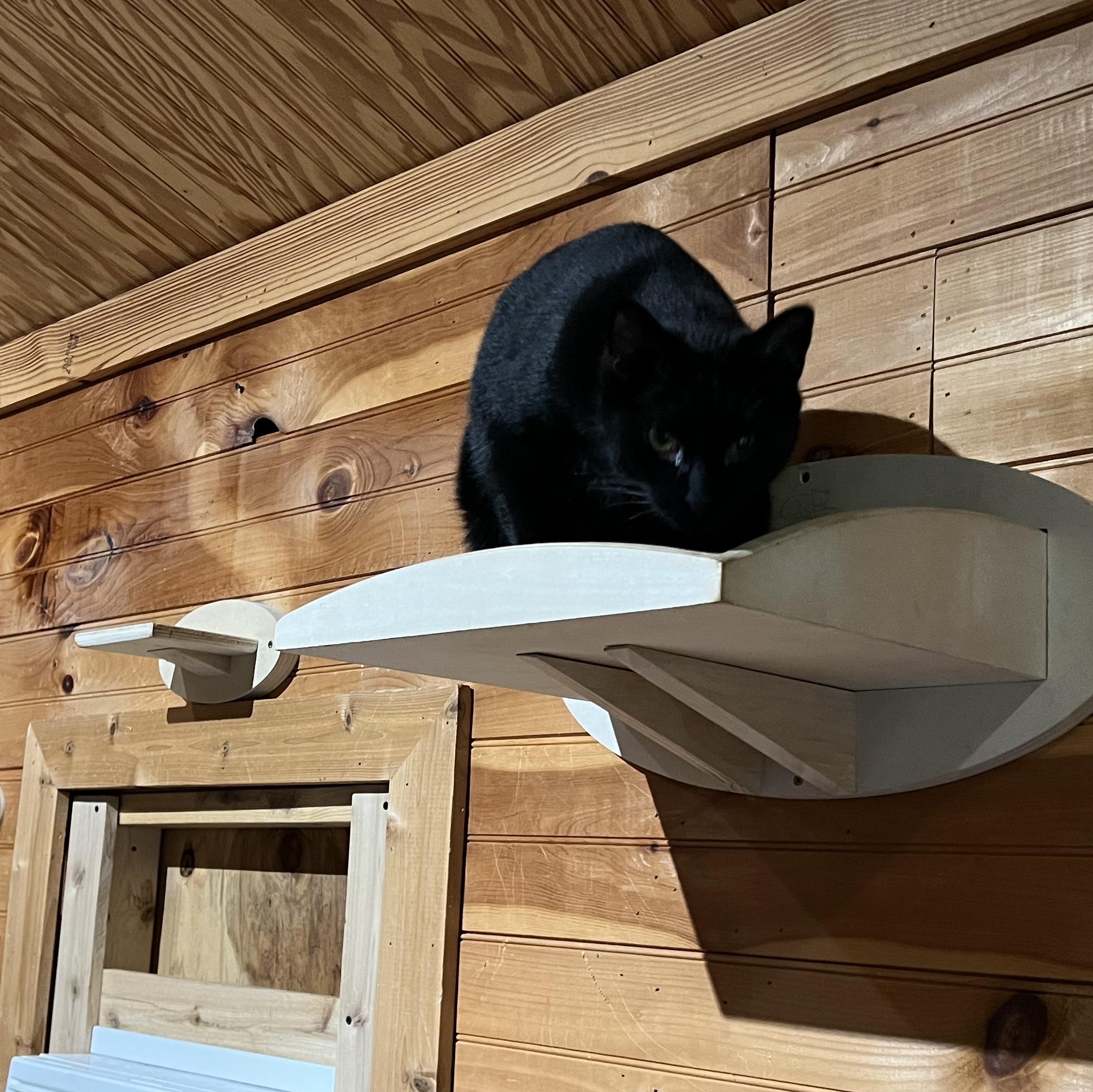 Enlarge Cobalt, a Adoptable Domestic Short Hair in Knoxville, GA image 4/4