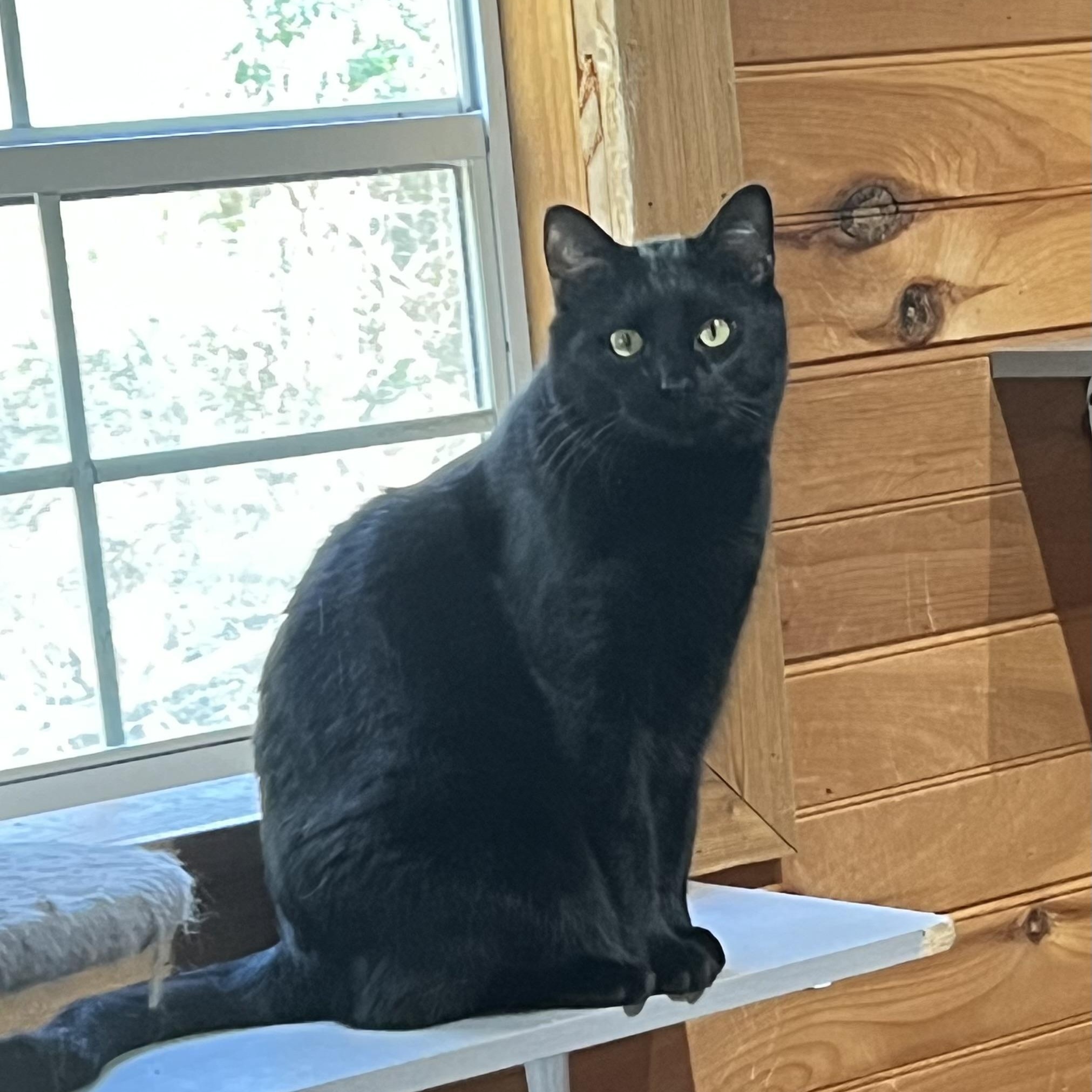 Enlarge Cobalt, a Adoptable Domestic Short Hair in Knoxville, GA image 1/4