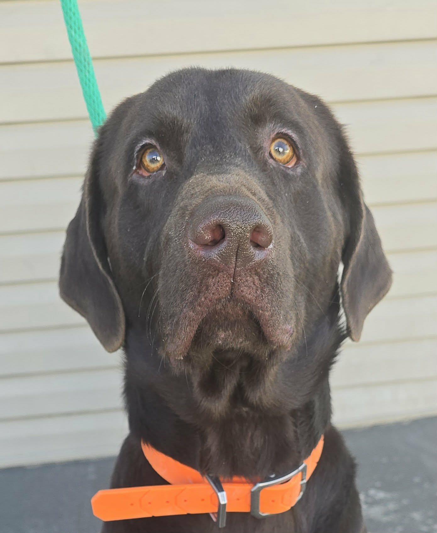 Hootie, ADOPTABLE, Young Male Labrador Retriever.