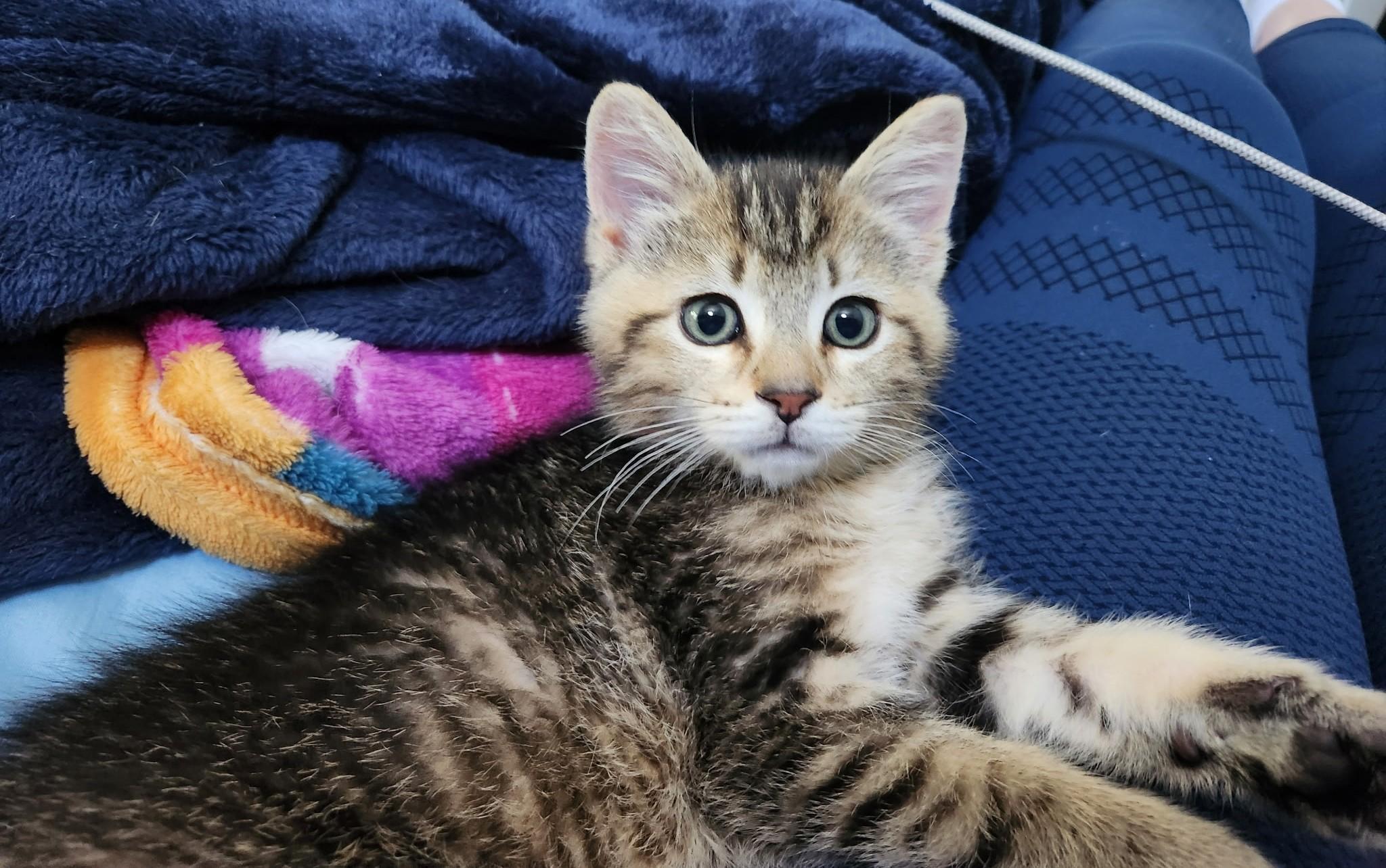Biscuit, adopted, Young Male Domestic Short Hair.