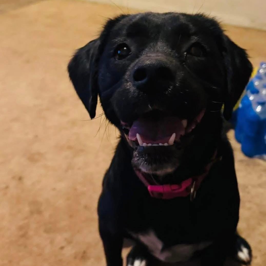 Mikah, a ADOPTABLE mixed breed in Lubbock, TX image 3/5