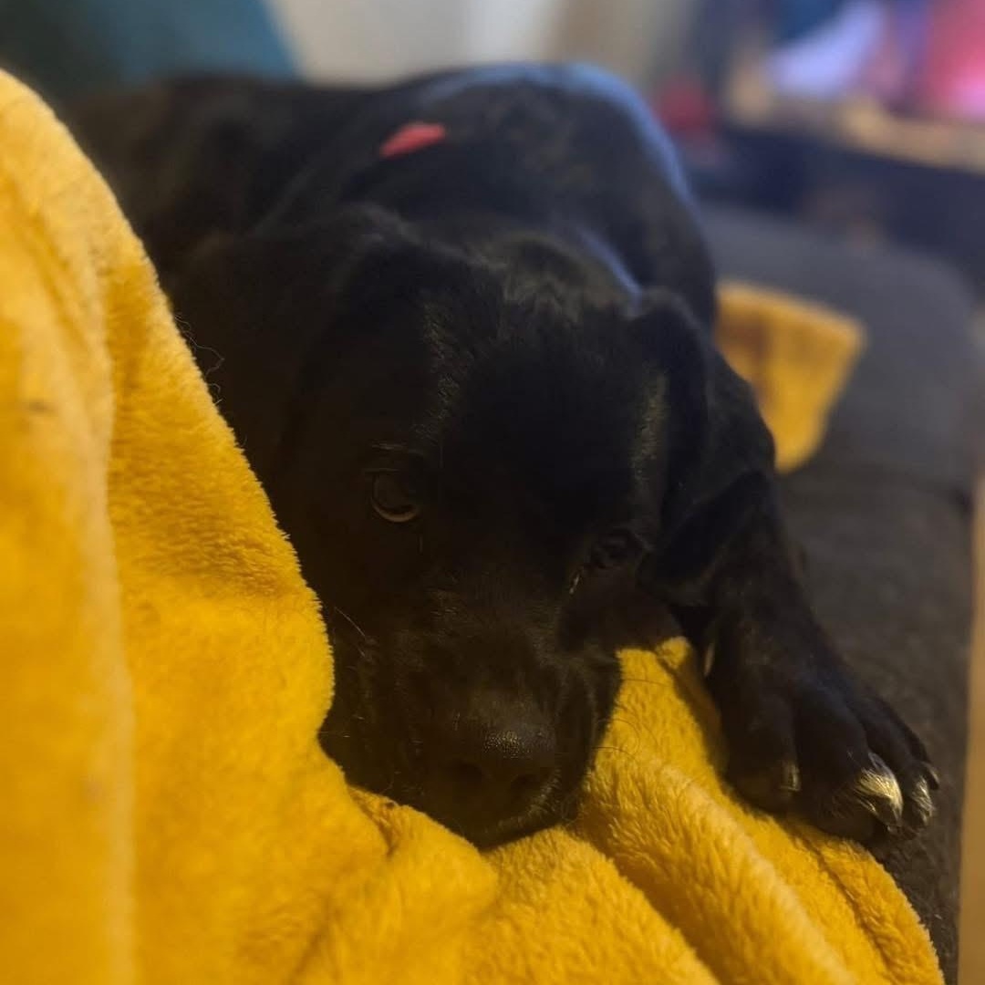 Mikah, a ADOPTABLE mixed breed in Lubbock, TX image 5/5