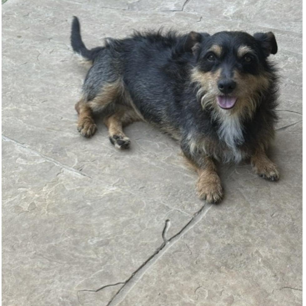 Enlarge PENNY LANE, a Adoptable mixed breed in white pine, TN image 2/6