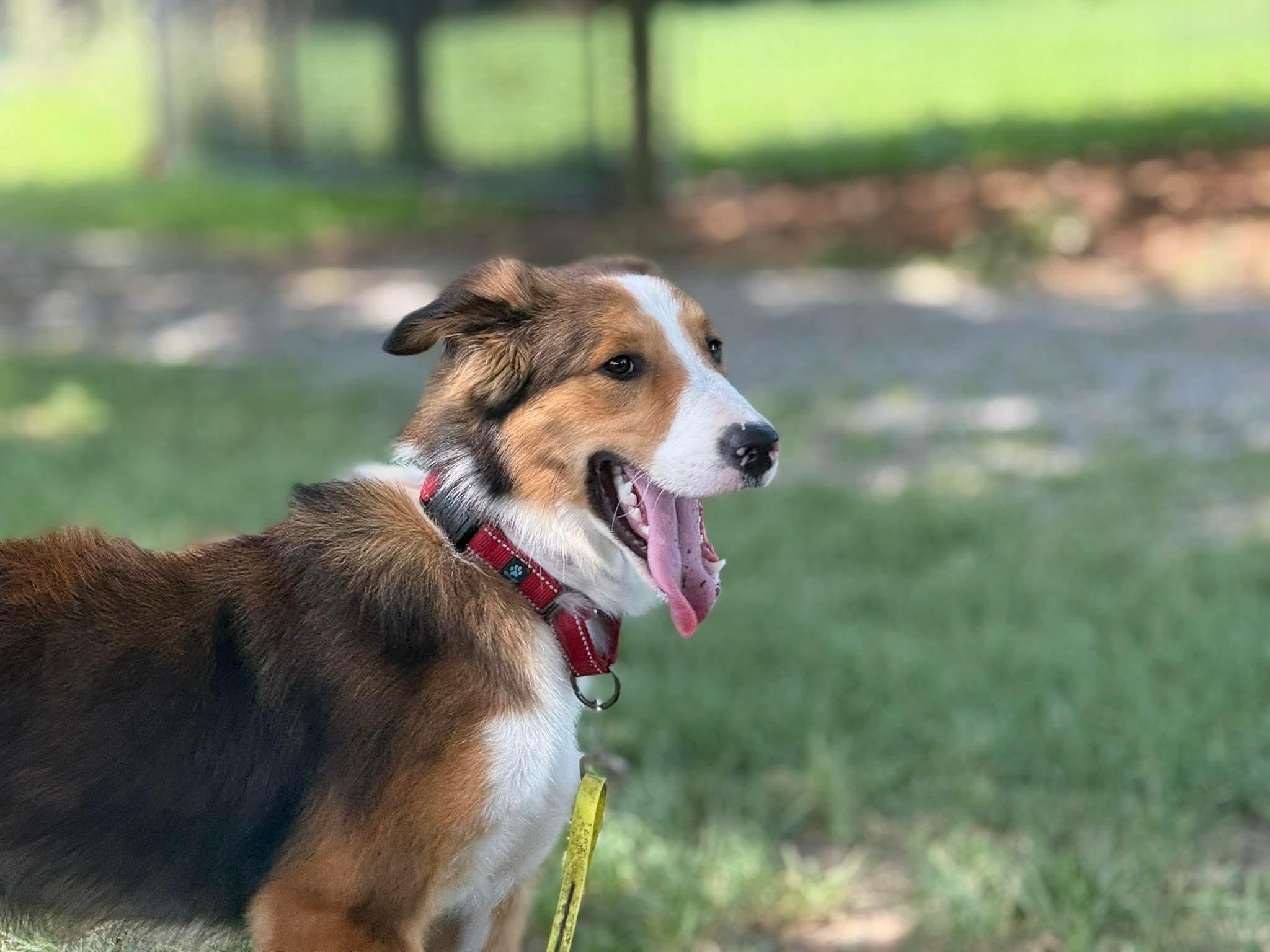 Tilli, Adoptable, Young Female Border Collie.