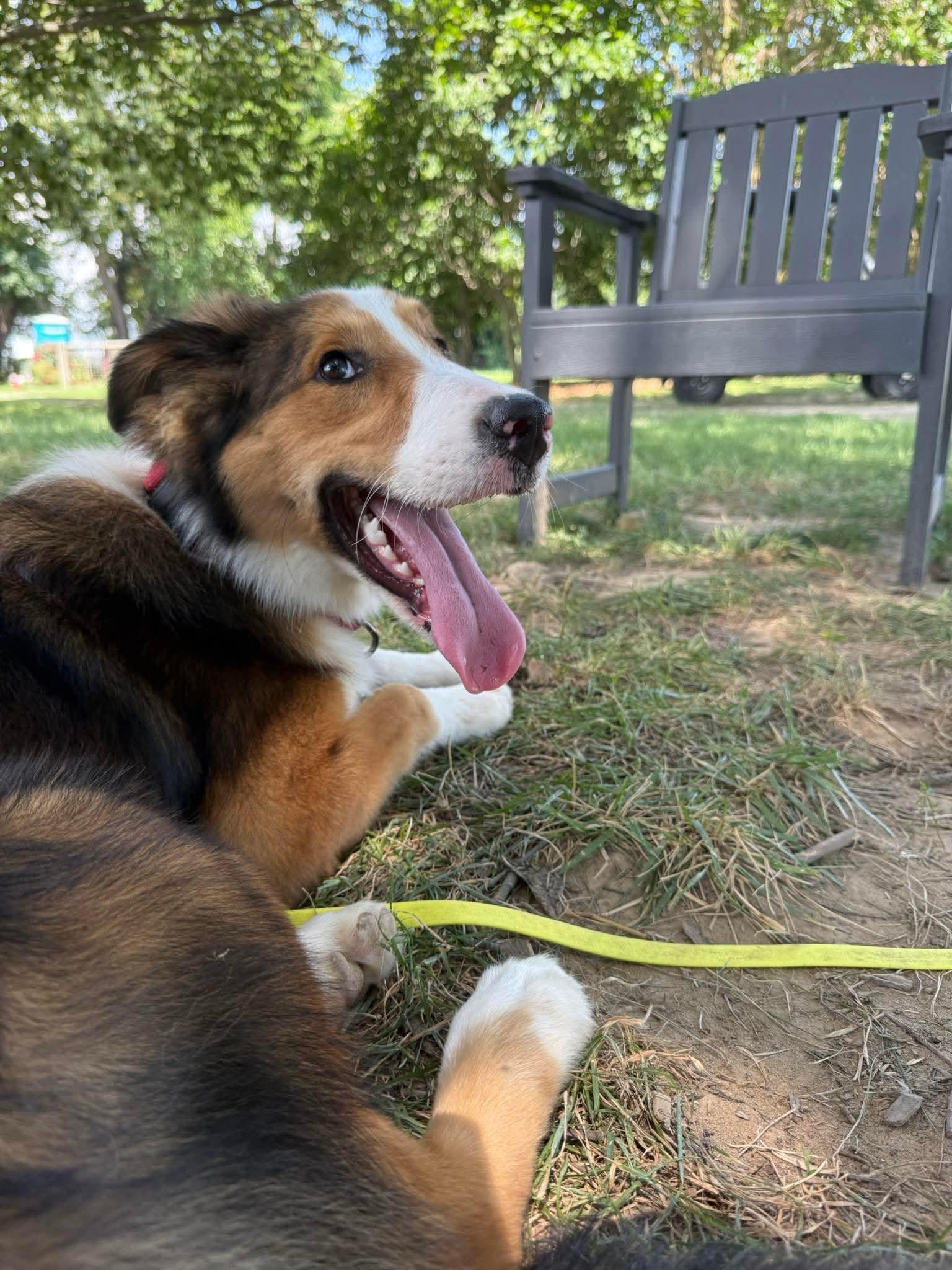 Tilli, a Adoptable mixed breed image 3/3