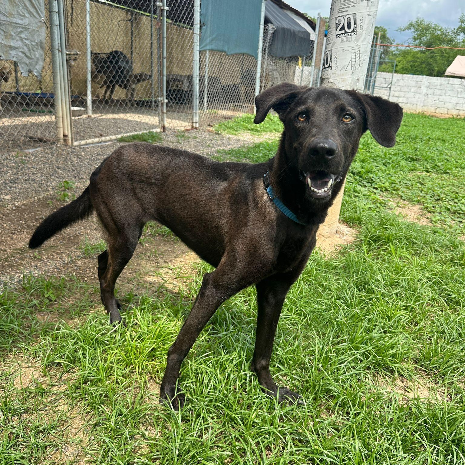 Herman — thumbnail 5