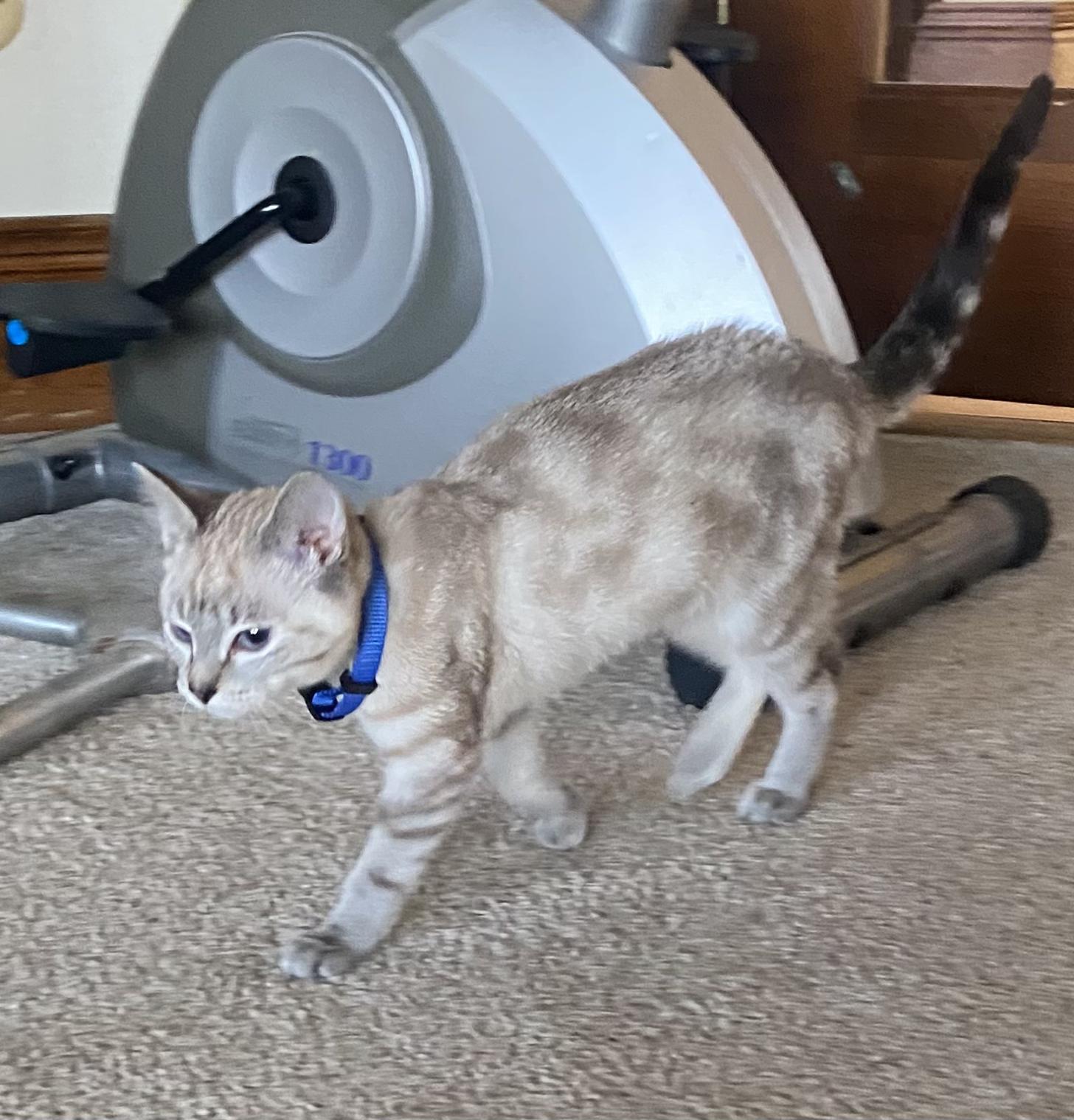 Enlarge Clover, an adopted mixed breed in Fort Collins, CO image 2/3