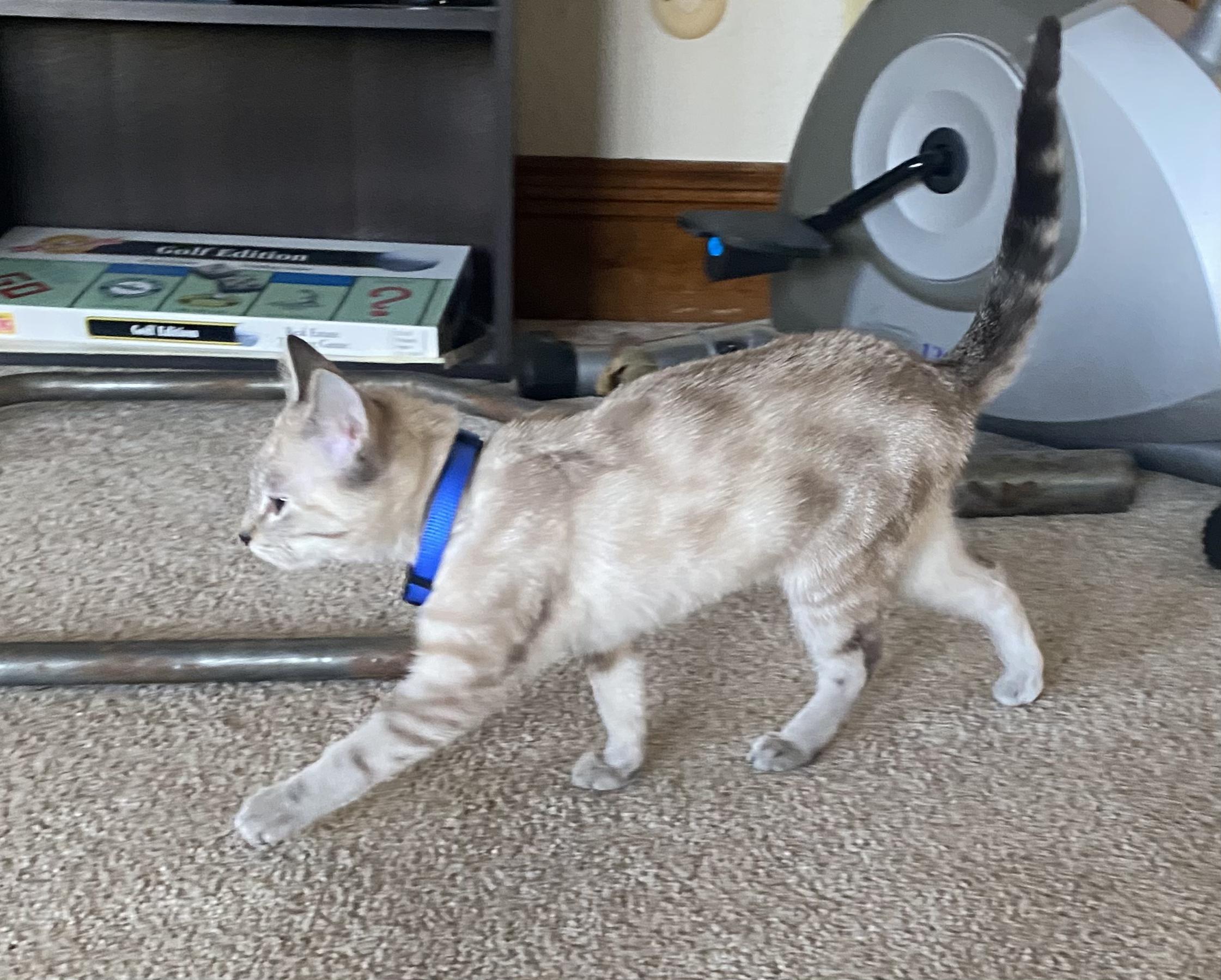 Enlarge Clover, an adopted mixed breed in Fort Collins, CO image 3/3