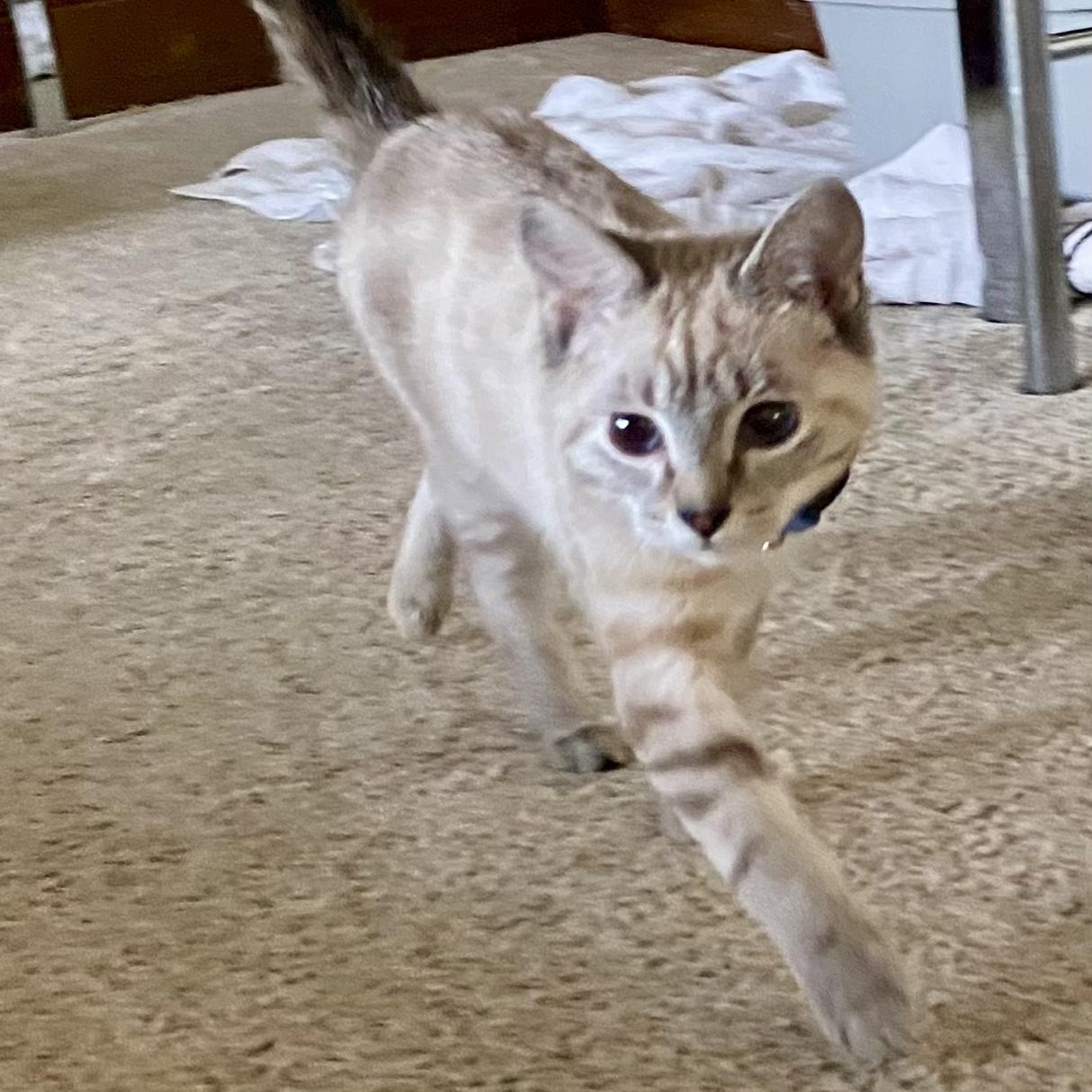 Clover, adopted, Kitten Female Domestic Short Hair & Siamese.