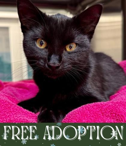 Silky, Adoptable, Adult Female Domestic Short Hair & Domestic Short Hair.