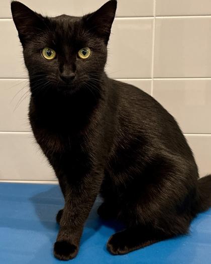 Enlarge Silky, a Adoptable mixed breed in Grapevine, TX image 2/2