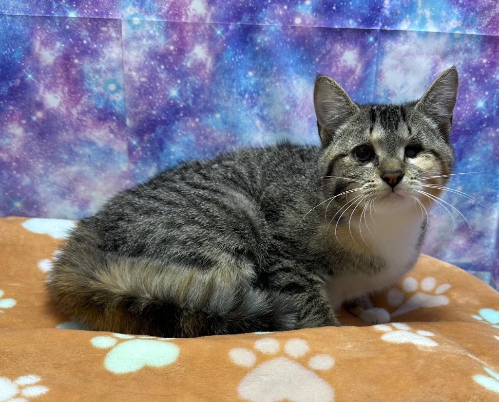 Blossom, a Adoptable mixed breed in Washington Court House, OH image 1/2