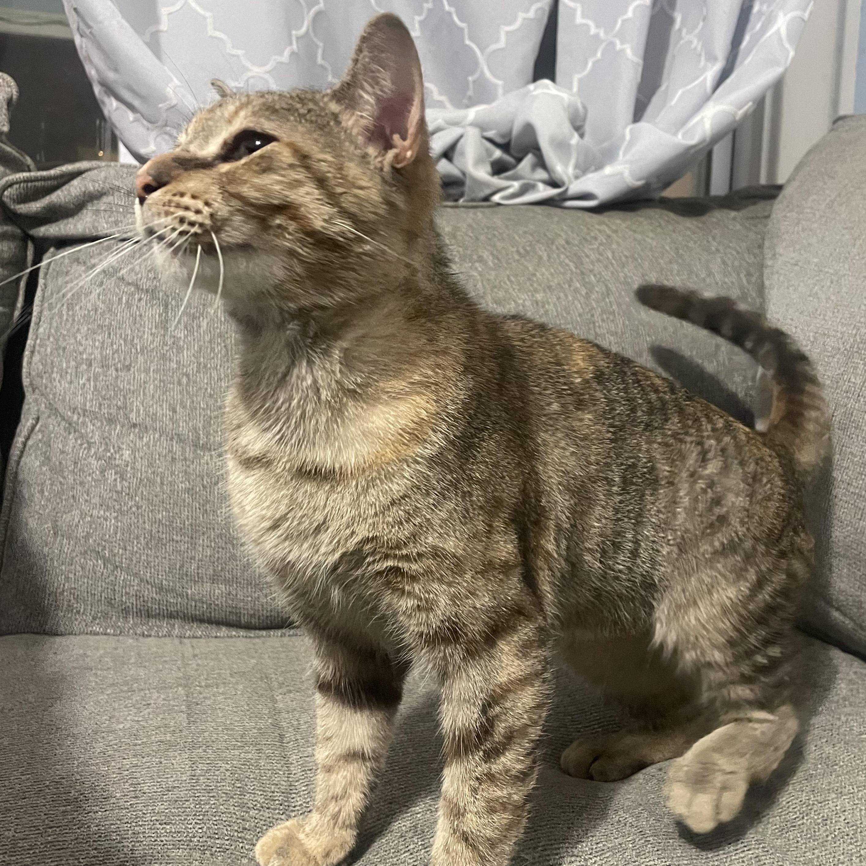 Enlarge Bella (aka Snuggles), a Adoptable Domestic Short Hair in Southgate, MI image 4/6