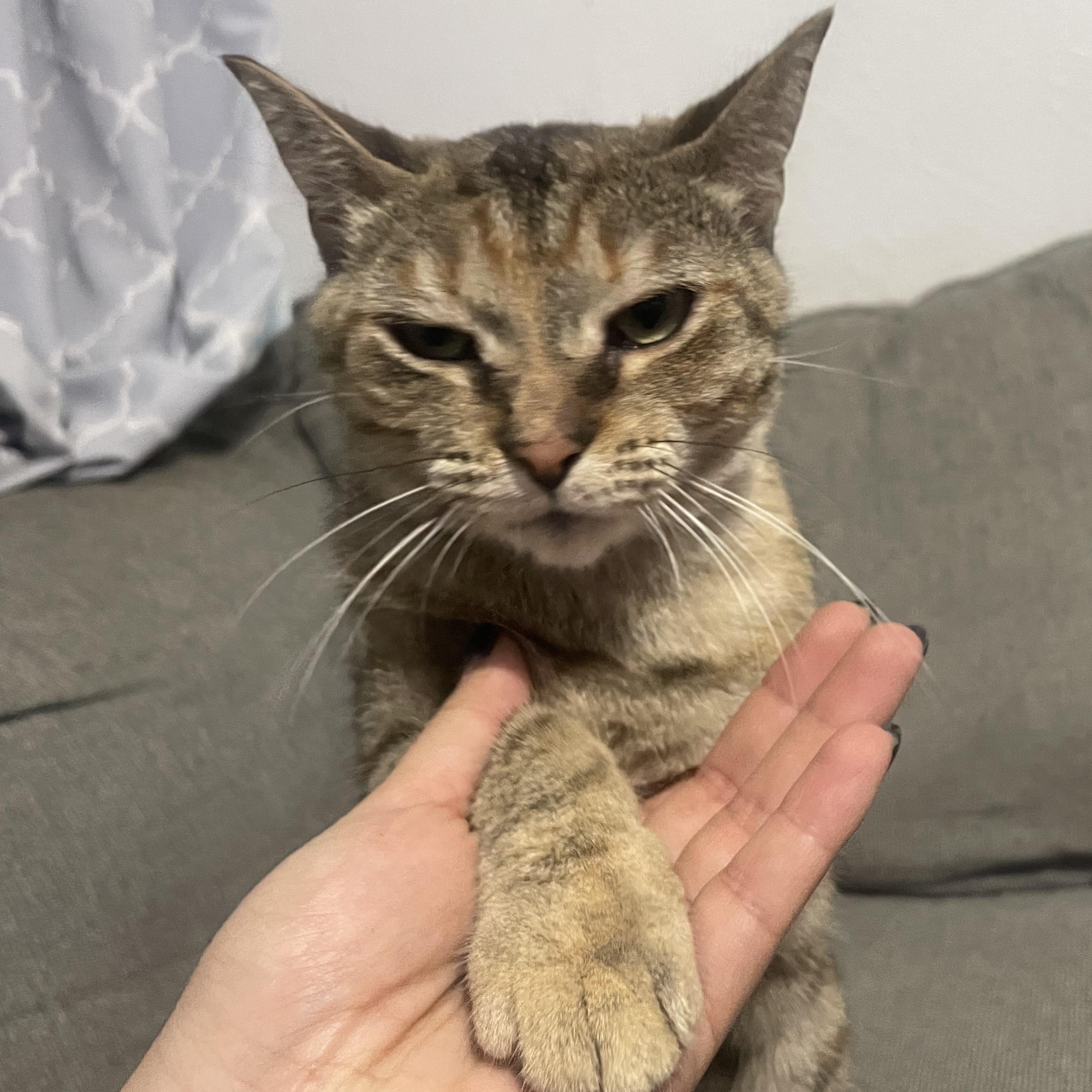 Enlarge Bella (aka Snuggles), a Adoptable Domestic Short Hair in Southgate, MI image 6/6