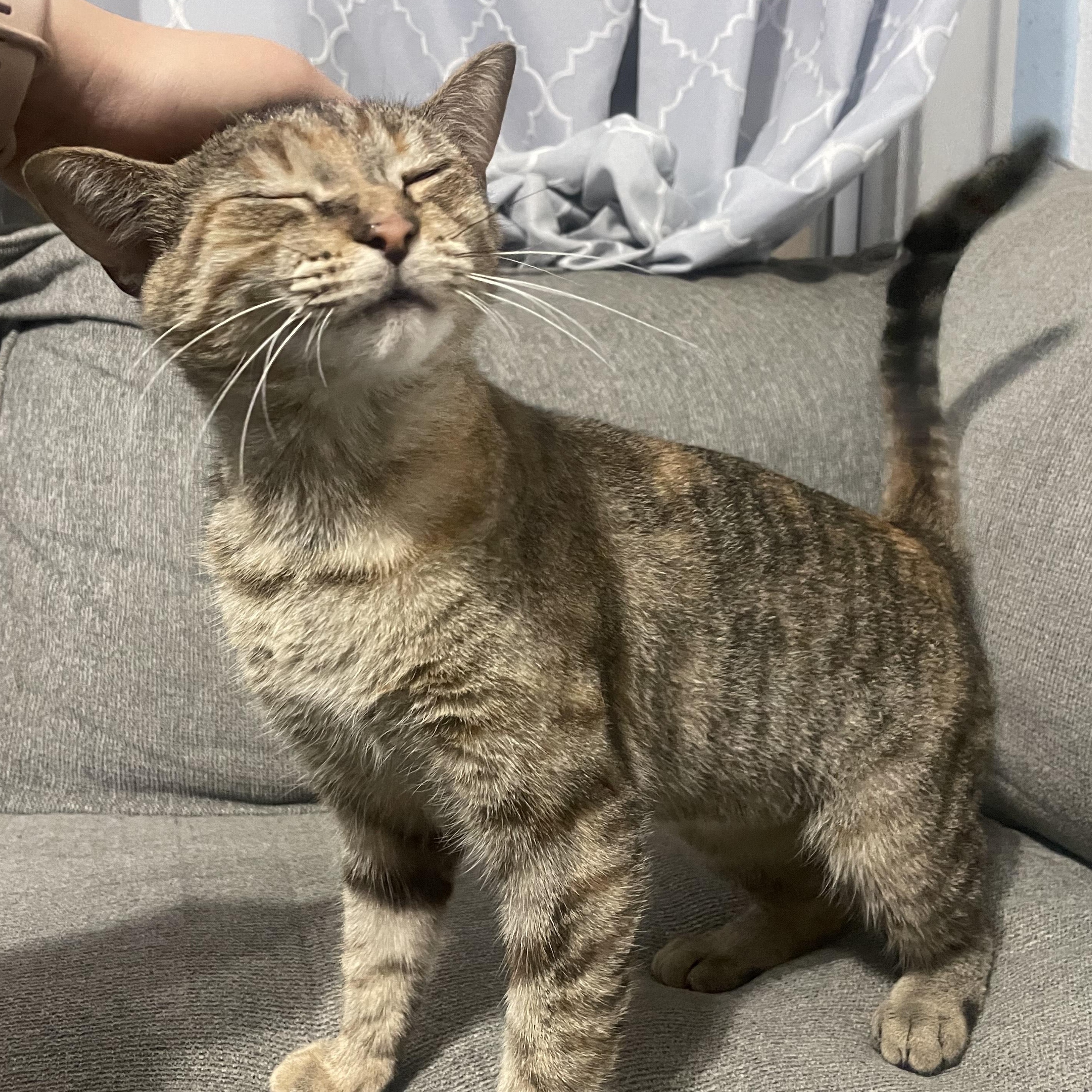 Bella (aka Snuggles), Adoptable, Young Female Domestic Short Hair.