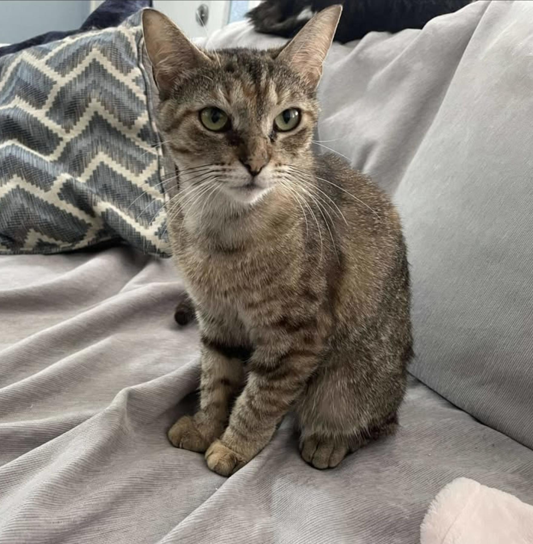 Enlarge Bella (aka Snuggles), a Adoptable Domestic Short Hair in Southgate, MI image 3/6