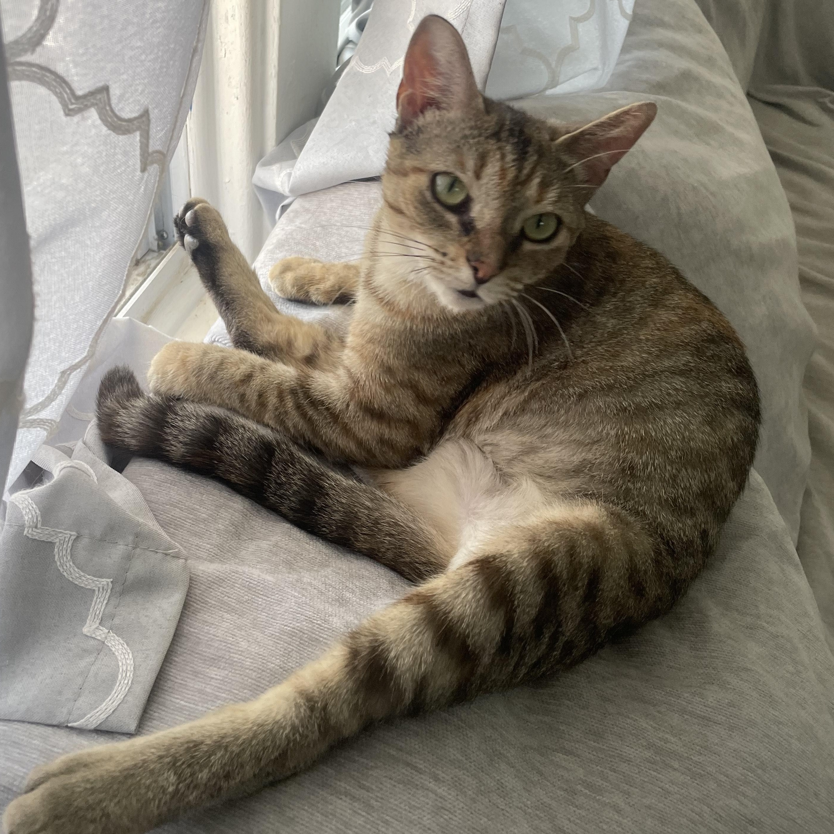 Enlarge Bella (aka Snuggles), a Adoptable Domestic Short Hair in Southgate, MI image 2/6