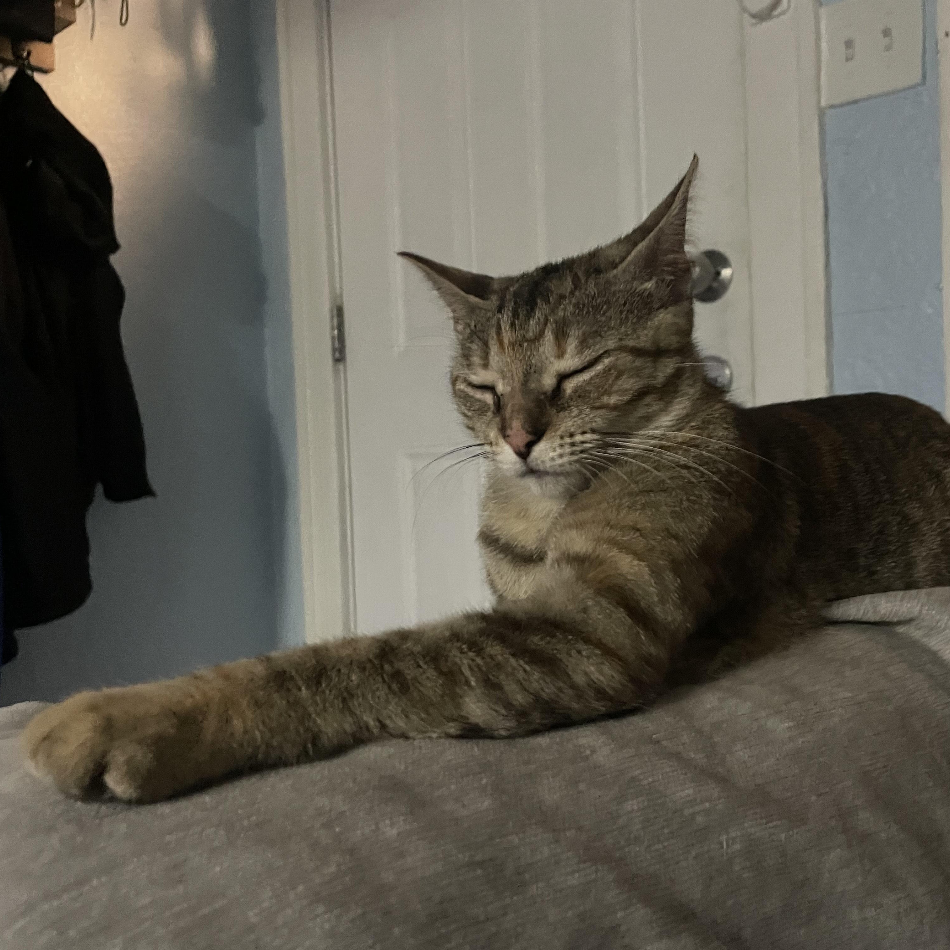 Enlarge Bella (aka Snuggles), a Adoptable Domestic Short Hair in Southgate, MI image 5/6