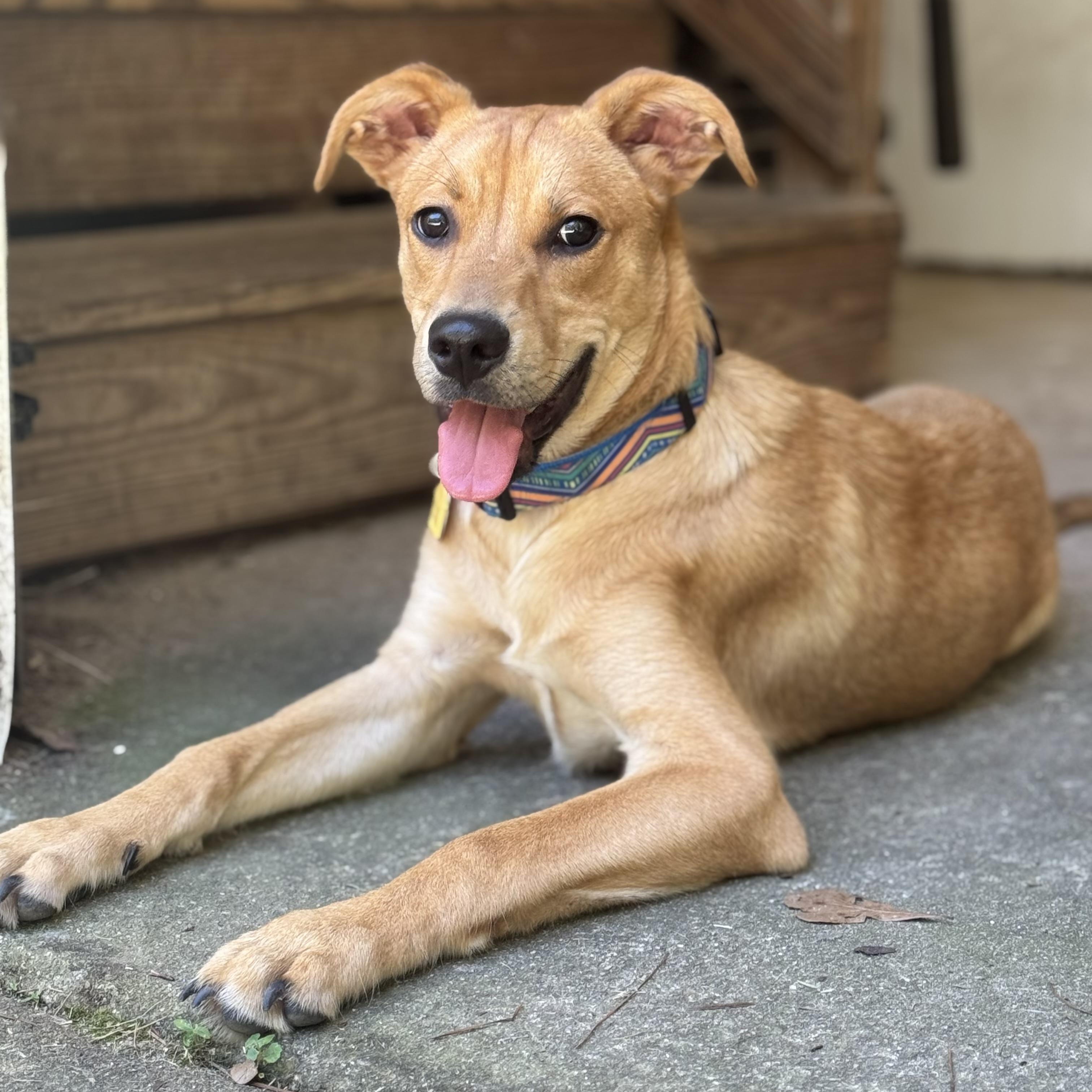 Flip, Adoptable, Puppy Male Labrador Retriever & Carolina Dog.