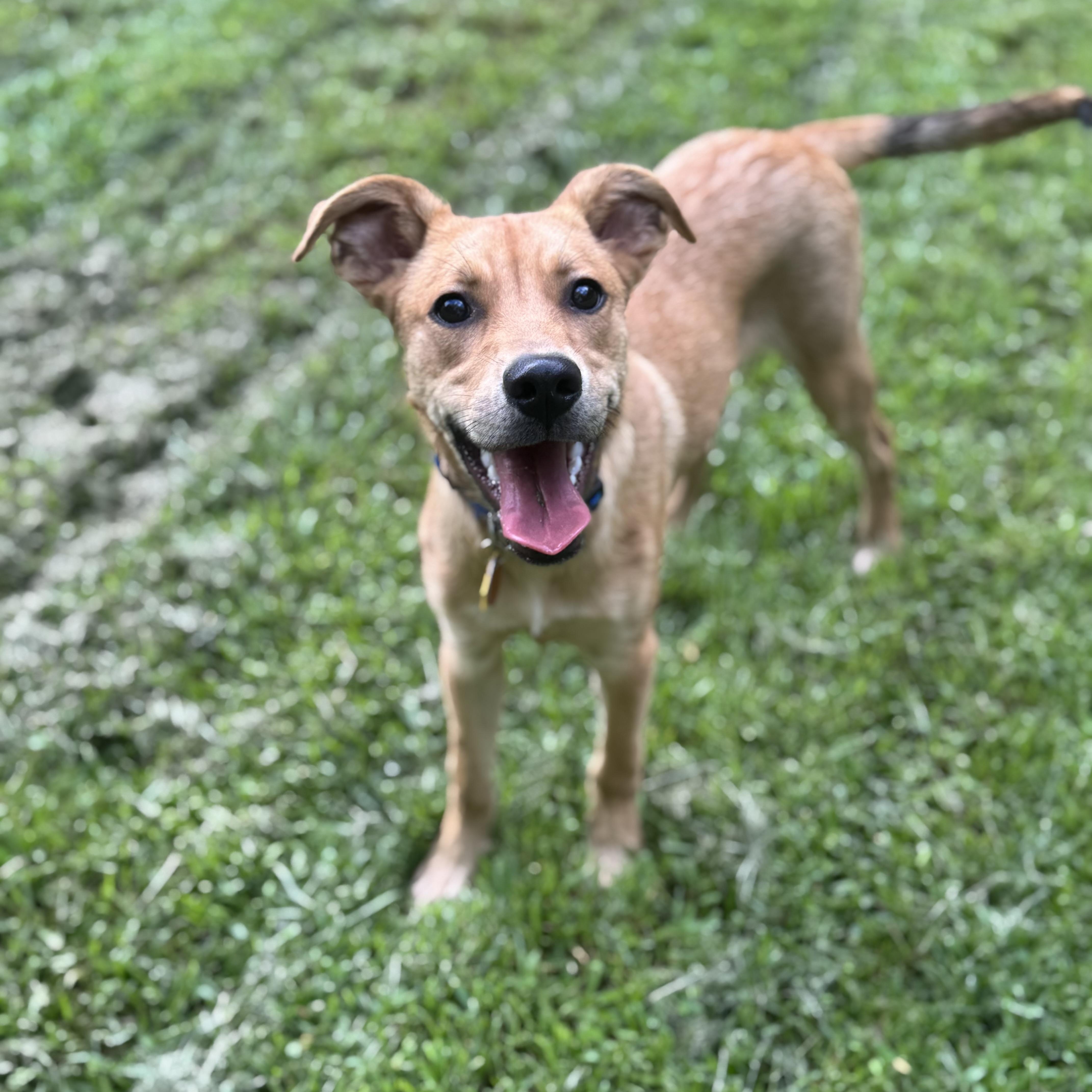 Flip, ADOPTABLE, Puppy Male Labrador Retriever & Carolina Dog.