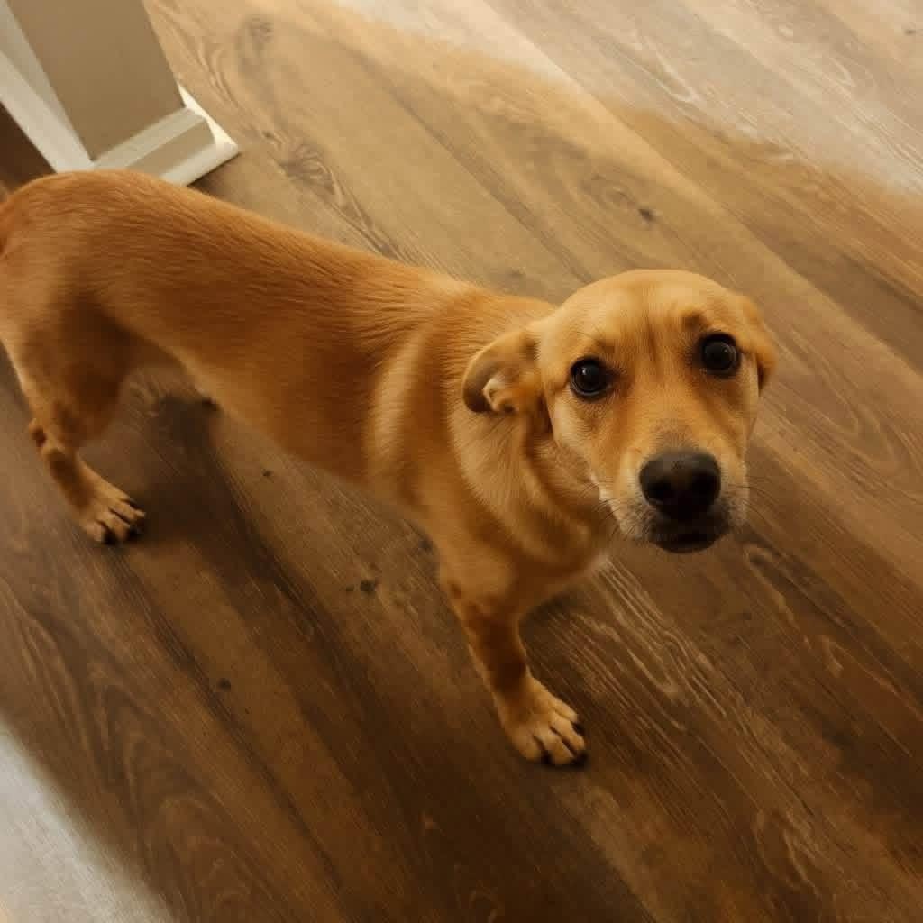 Flip, a ADOPTABLE mixed breed in Wando, SC image 2/6