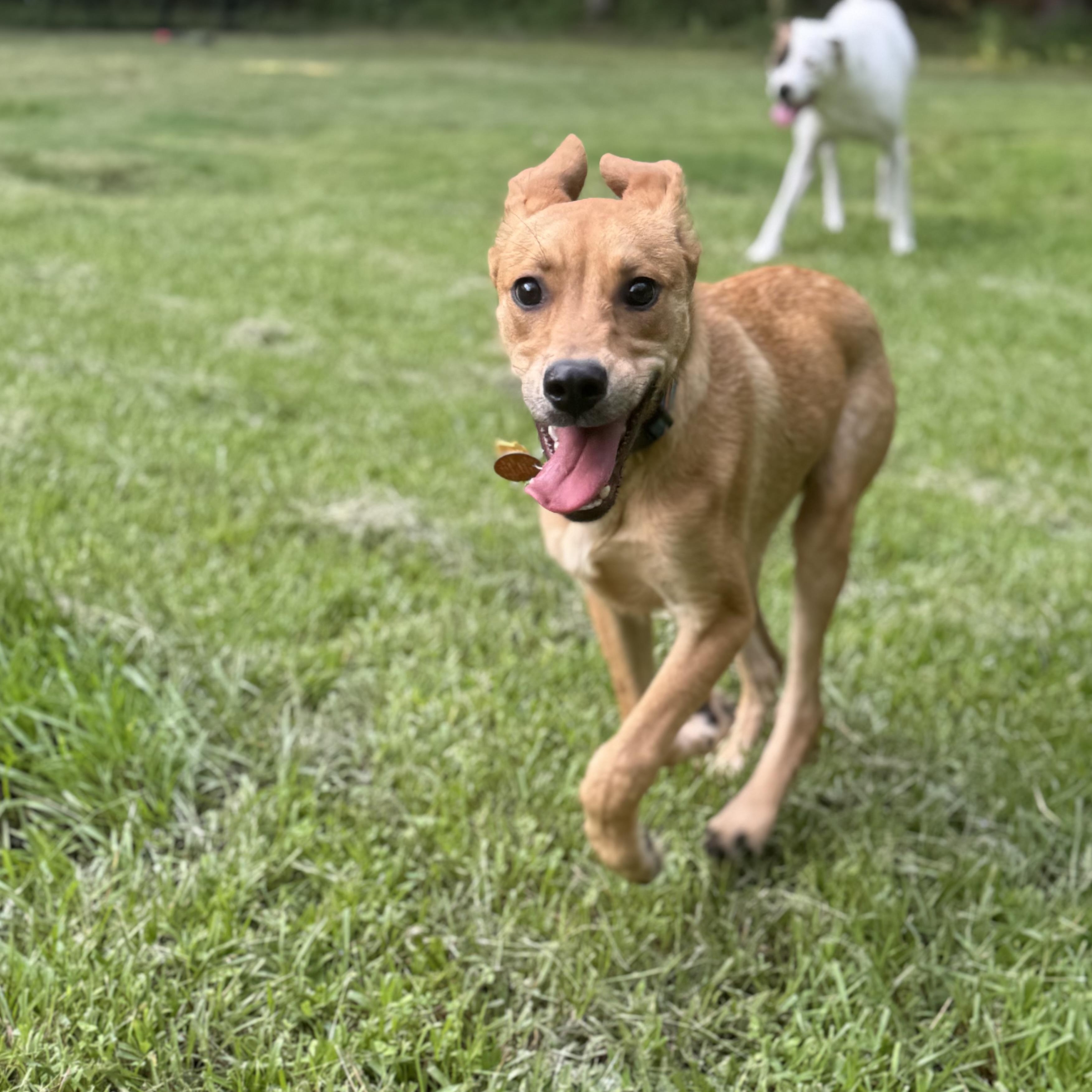 Flip, a ADOPTABLE mixed breed in Wando, SC image 4/6