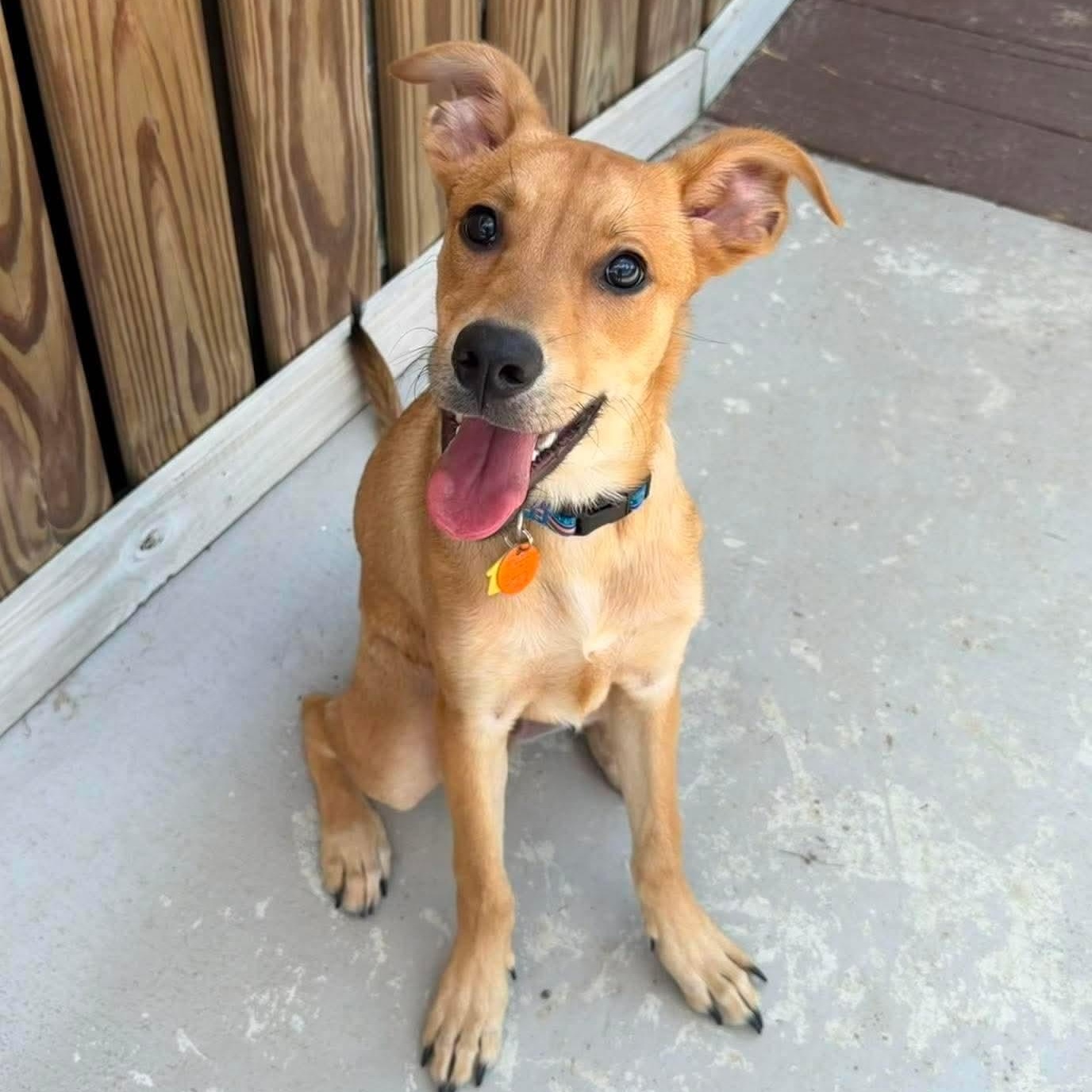 Flip, a ADOPTABLE mixed breed in Wando, SC image 6/6